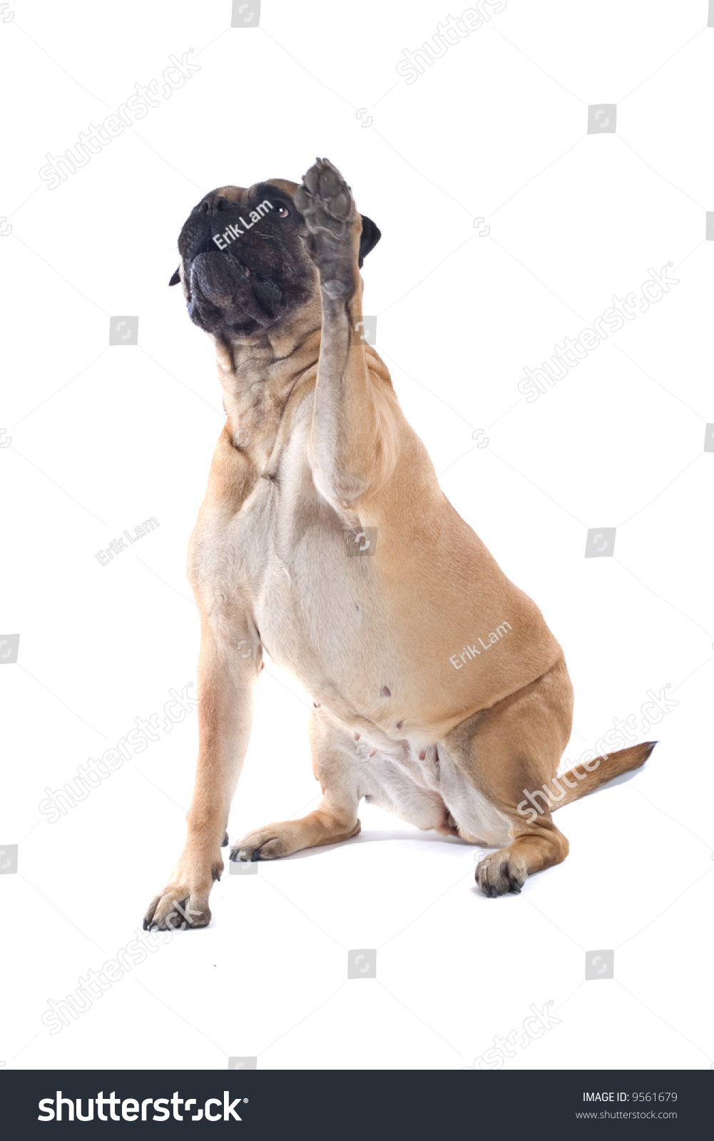 bull mastiff dog isolated on a white background #9561679