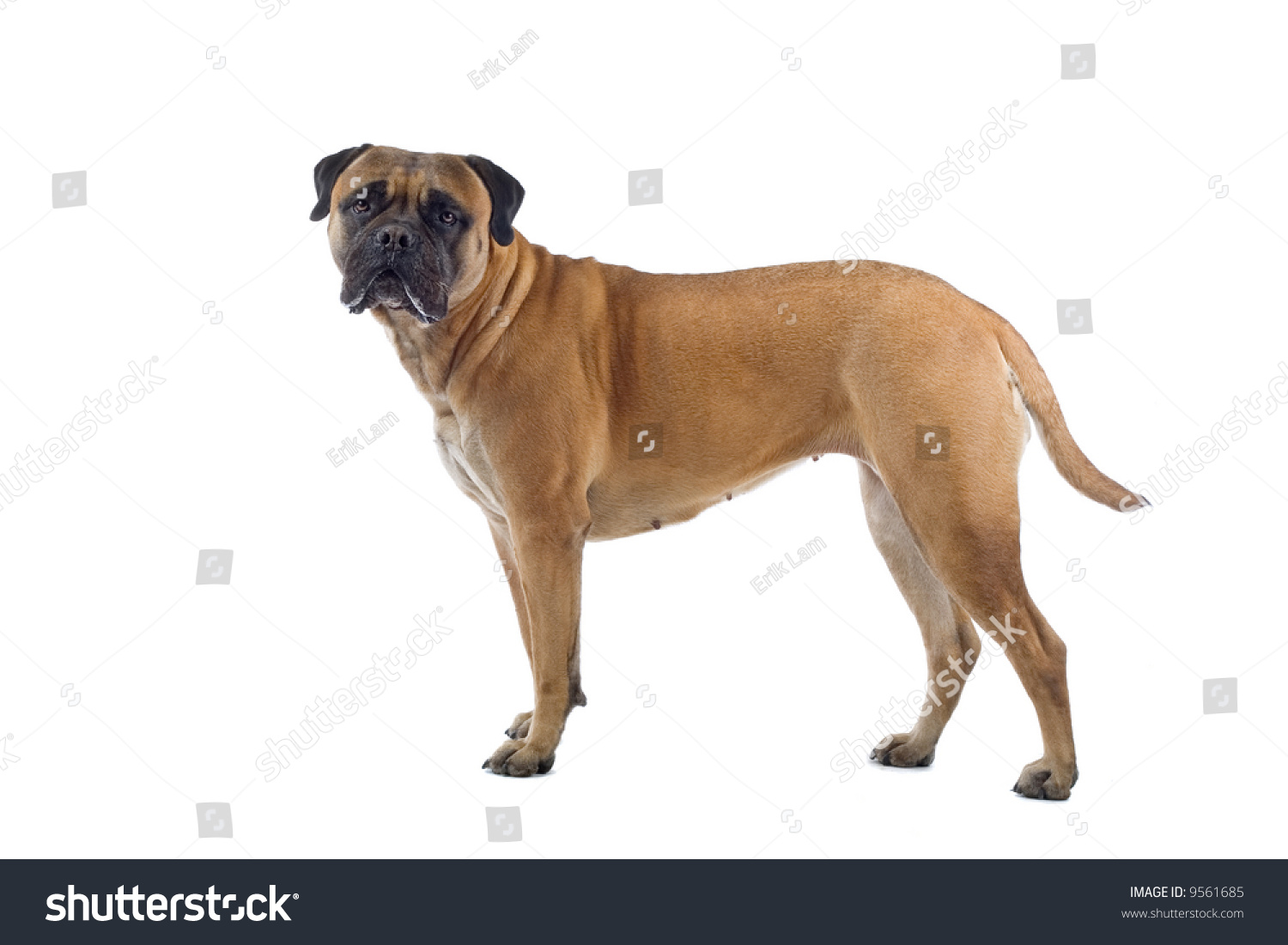 bull mastiff dog isolated on a white background #9561685