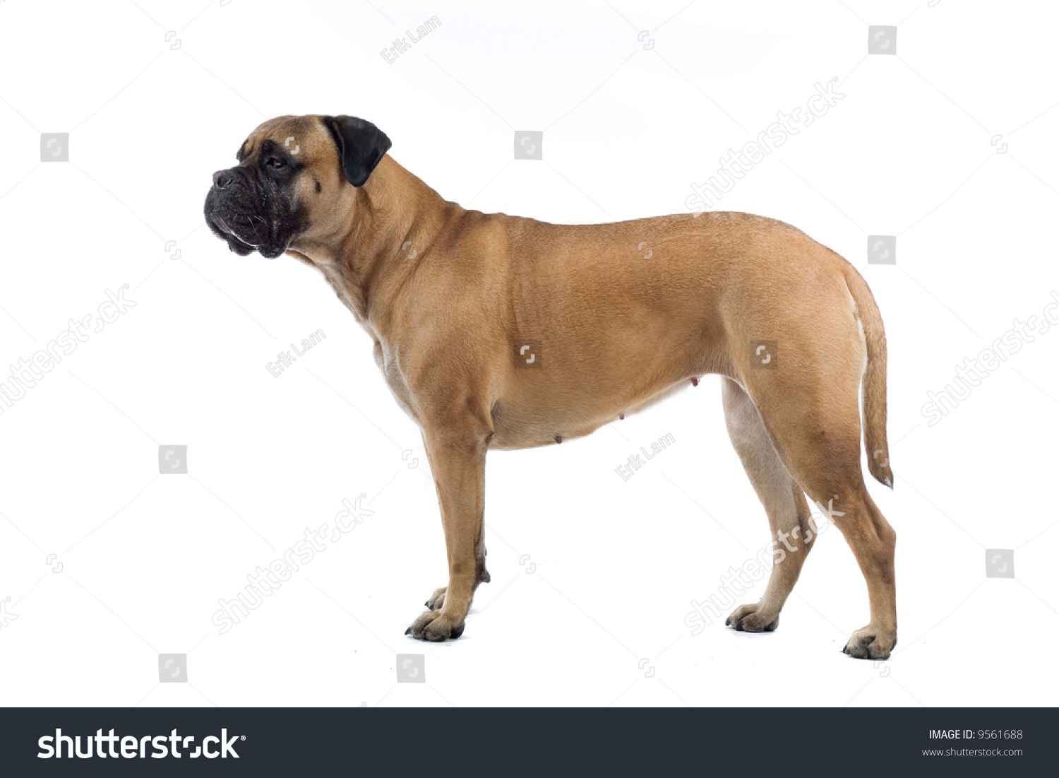 bull mastiff dog isolated on a white background #9561688