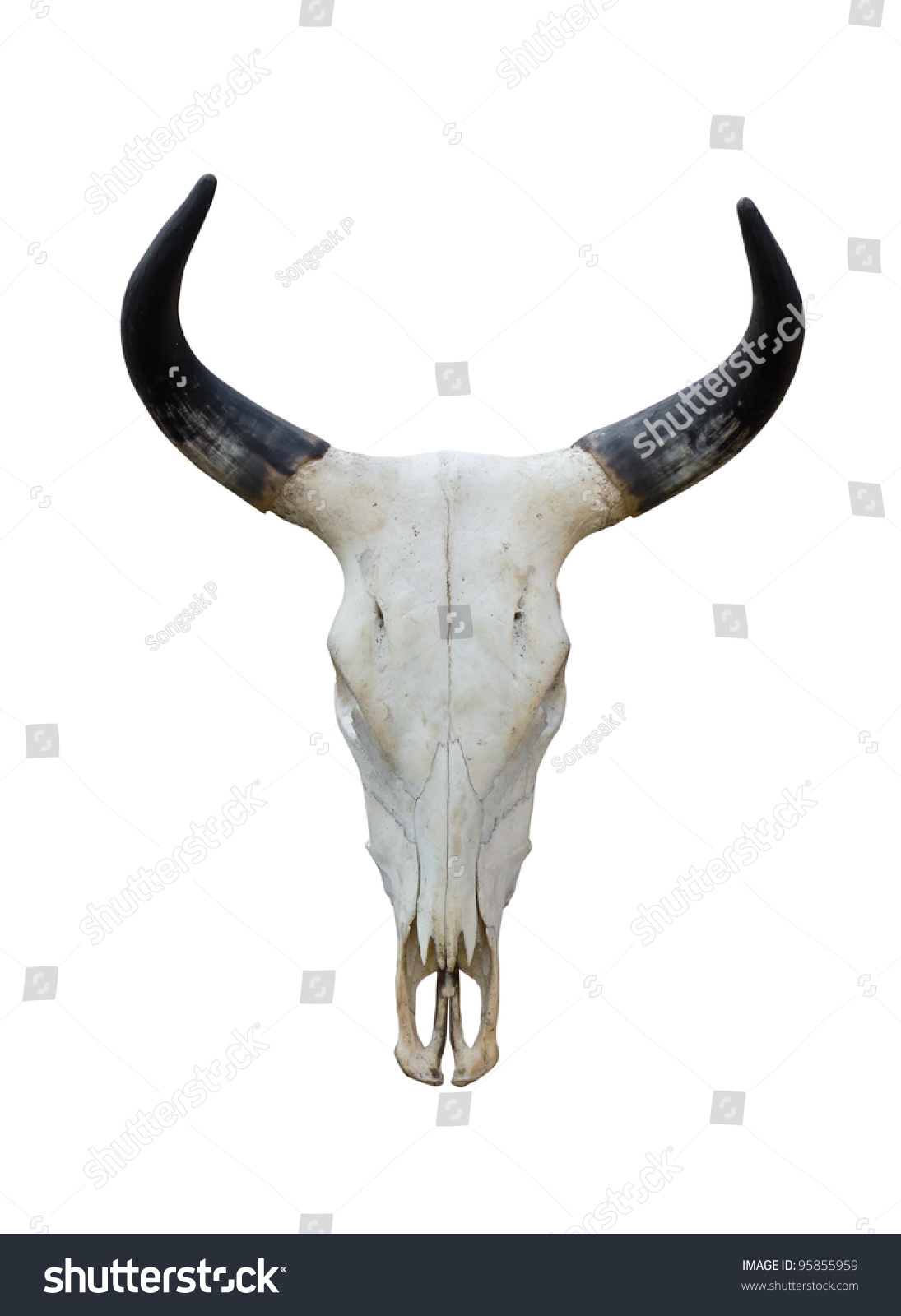 Buffalo skull isolate on white background #95855959