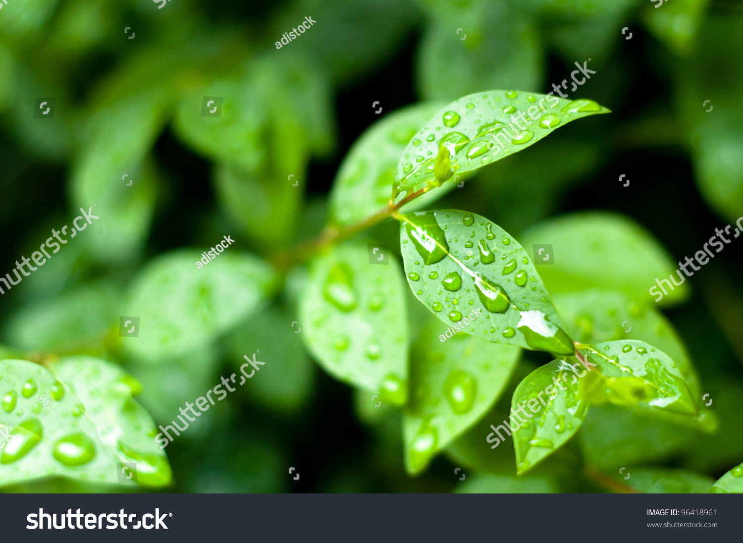 close up of water drops on fresh green leaves background #96418961
