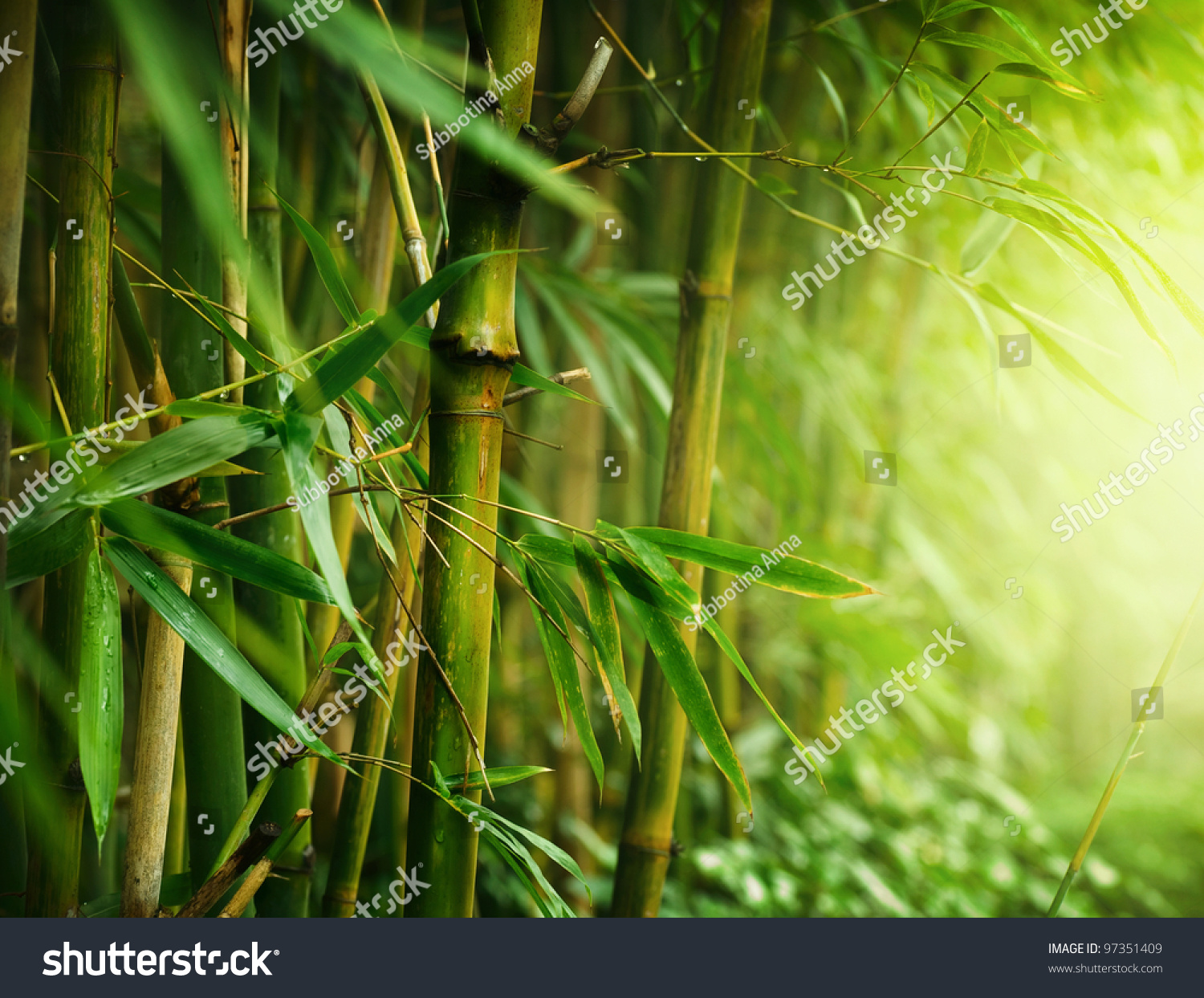 Bamboo #97351409