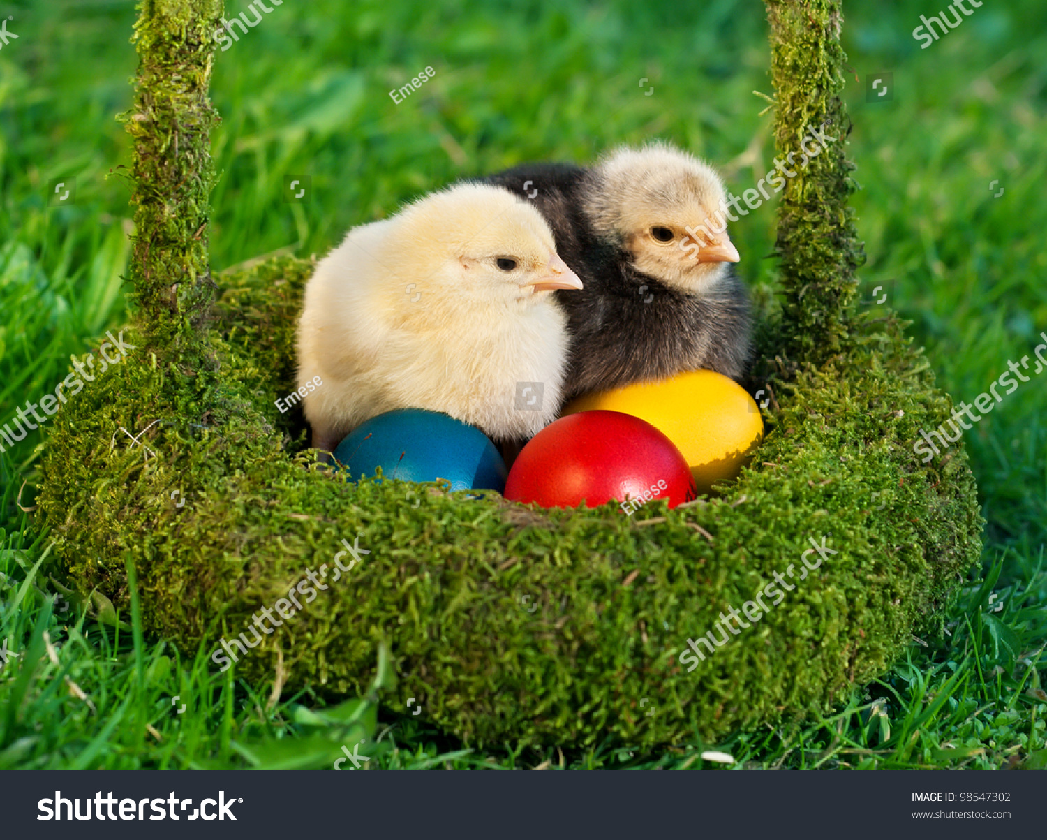 Two adorable chickens with colored eggs are in the green basket #98547302