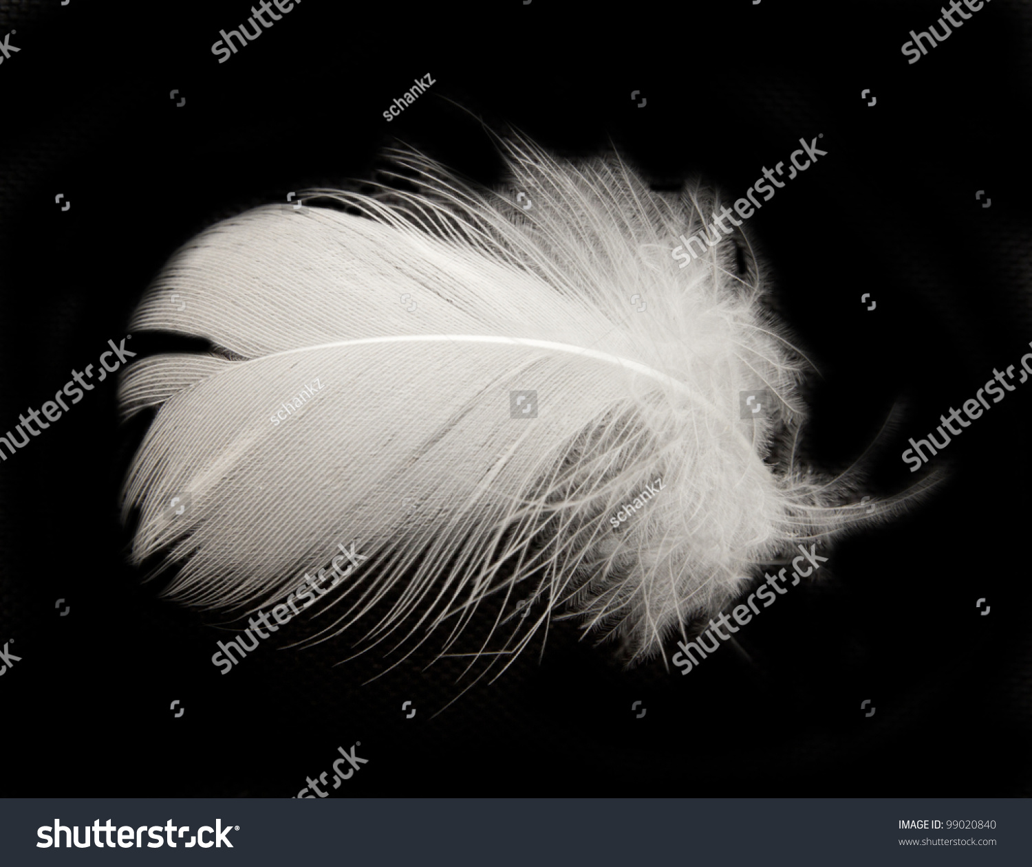 feather on the black background #99020840