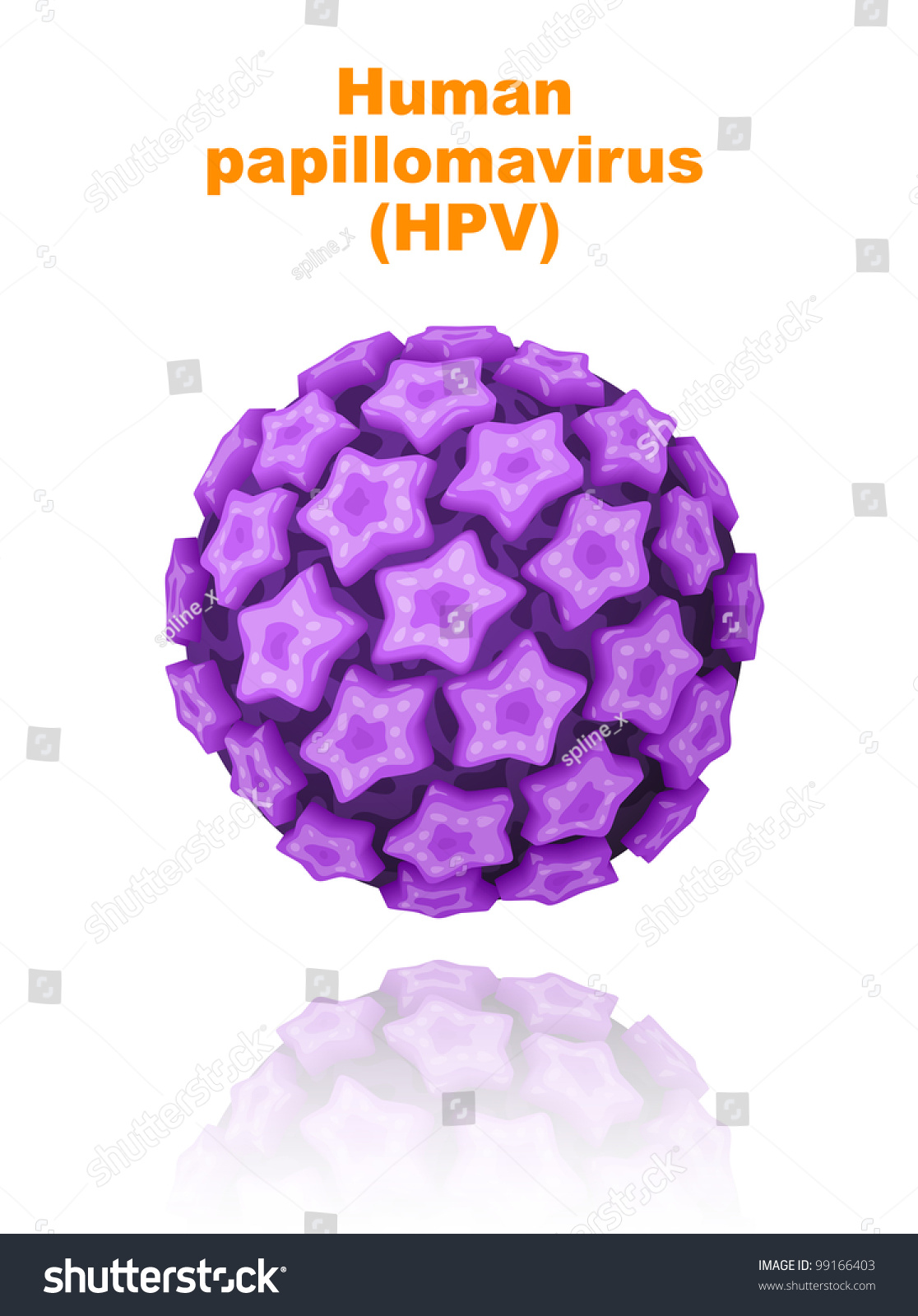 Human papillomavirus (HPV). Vector illustration. - Royalty Free Stock ...