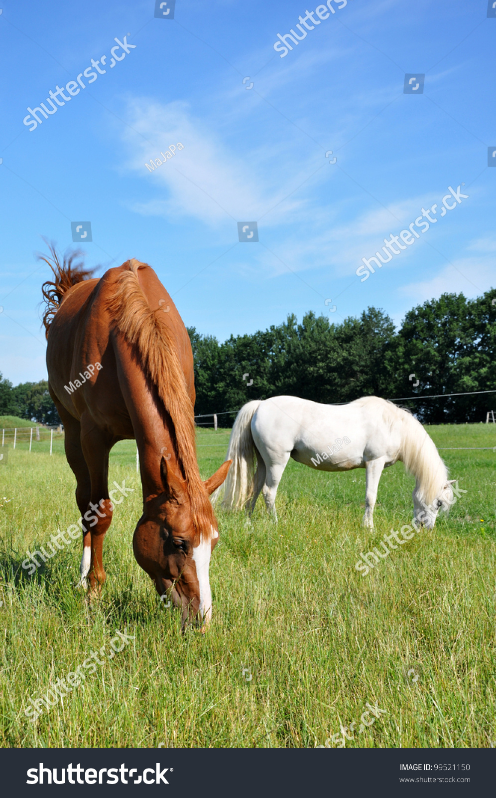 Grazing Hanoverian mare and white pony in a pasture. #99521150
