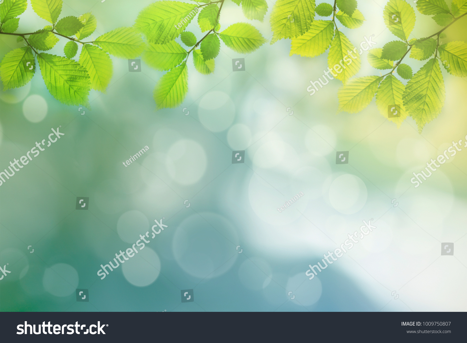 Jarní pozadí, zelené listy stromů na rozmazané pozadí #1009750807