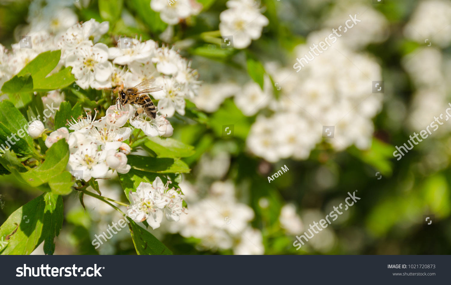 Blooming tree branch and a bee full of pollen, blurred background, in a spring sunny day. #1021720873