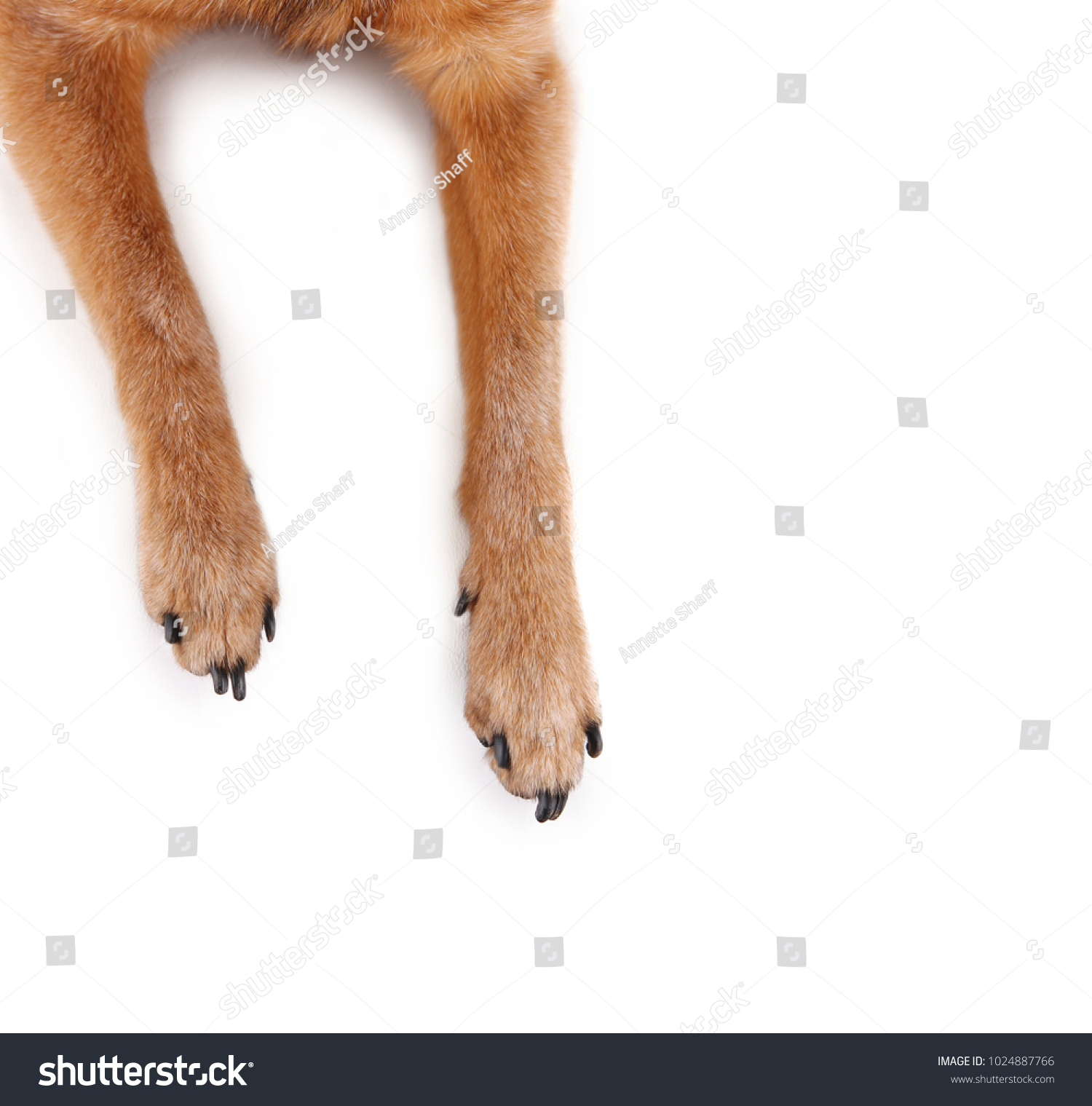 overhead view of chihuahua mix legs and paws studio shot isolated on a white background  #1024887766