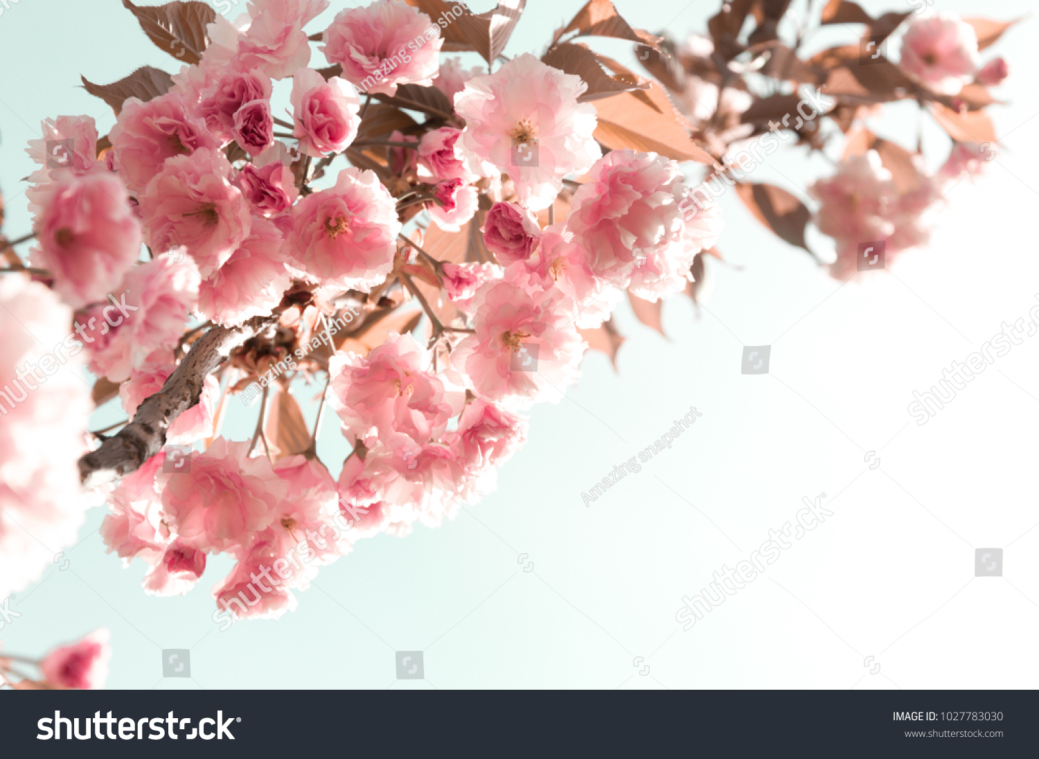 Sakura. Flowering branch of a cherry on a light pastel background. Beautiful spring blossoming garden cherries. Easter. Spring. Vintage photo, greeting card. Soft focus. #1027783030