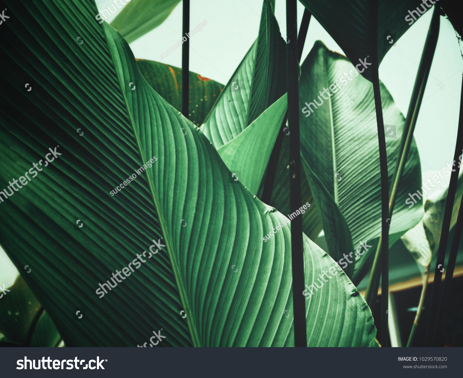 Beautiful of green tropical leaves #1029570820
