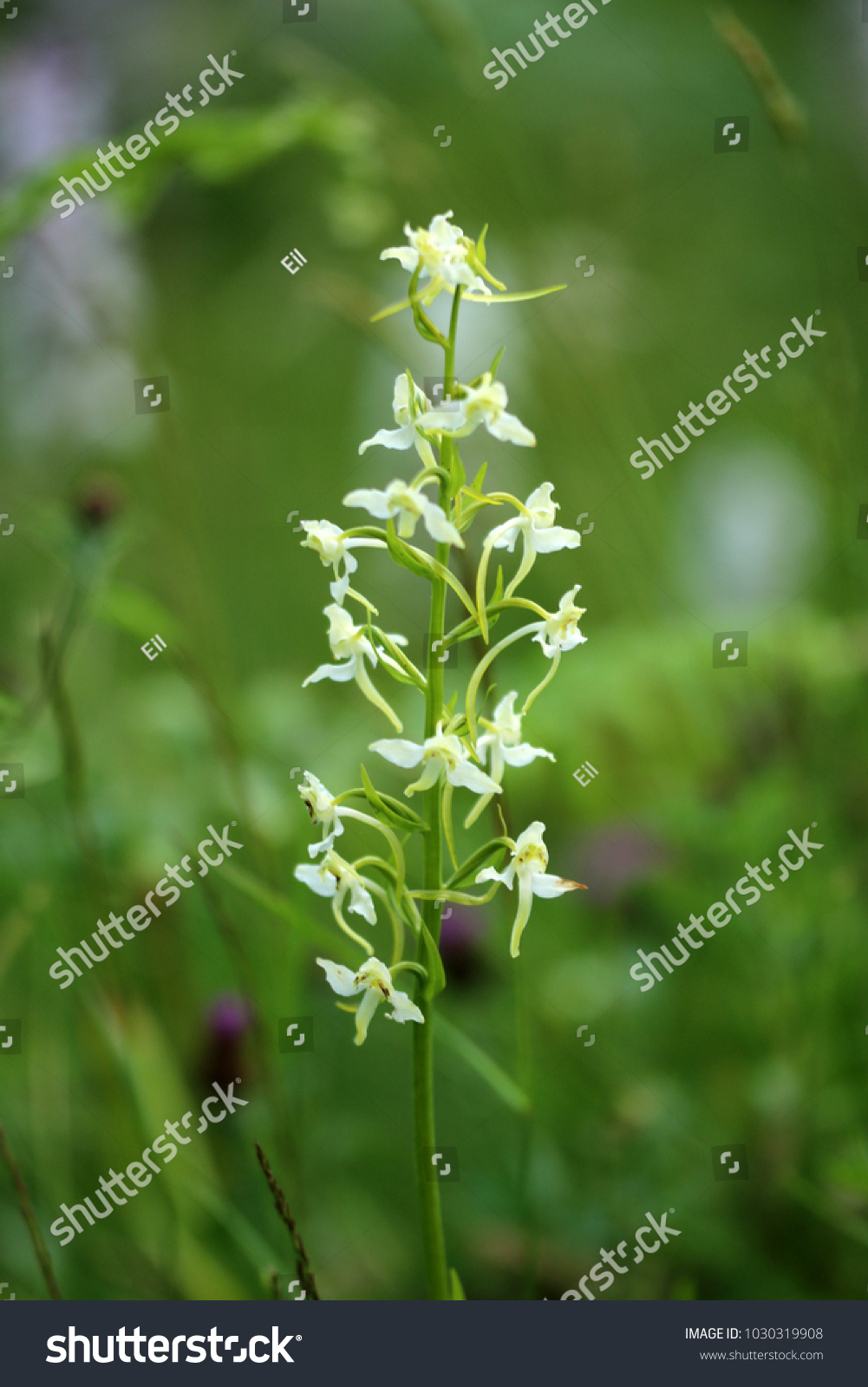 Platanthera, butterfly orchids #1030319908