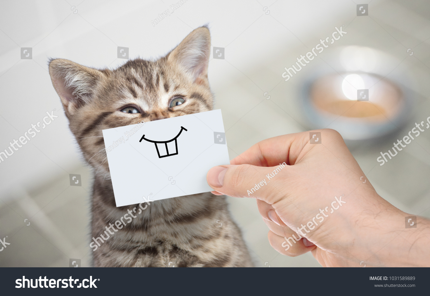 funny cat with smile on cardboard sitting near food #1031589889