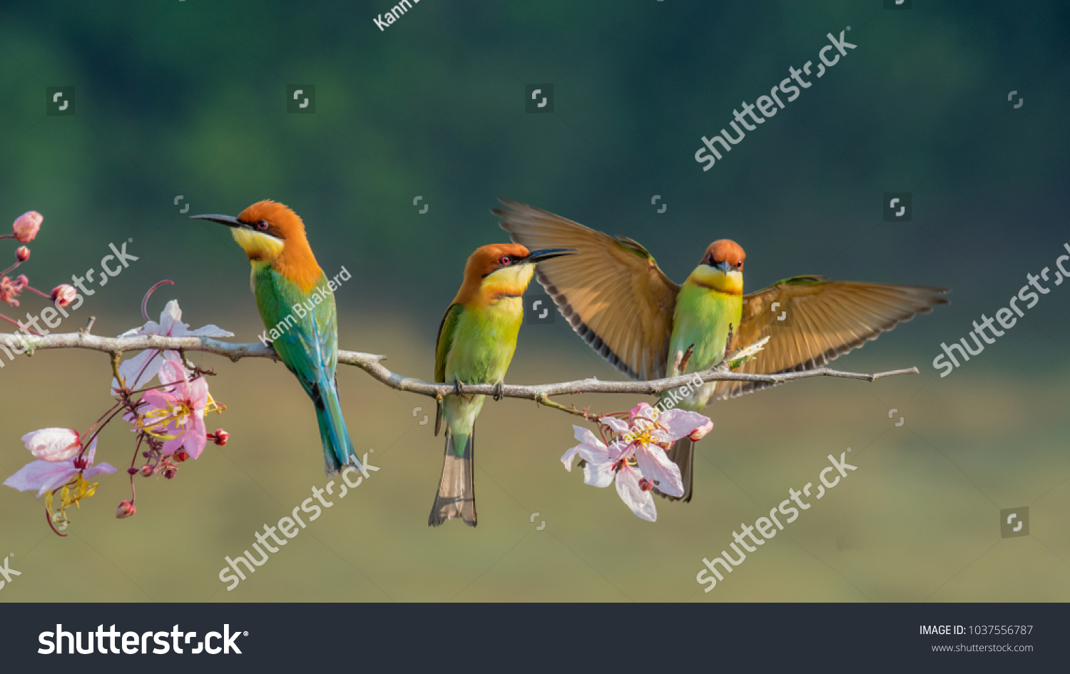 three Chestnut-headed bee-eater on the sticky wood with shallow blurry background one of them spread the wings in high definition, Bee eater, bird , aves with pink flower #1037556787