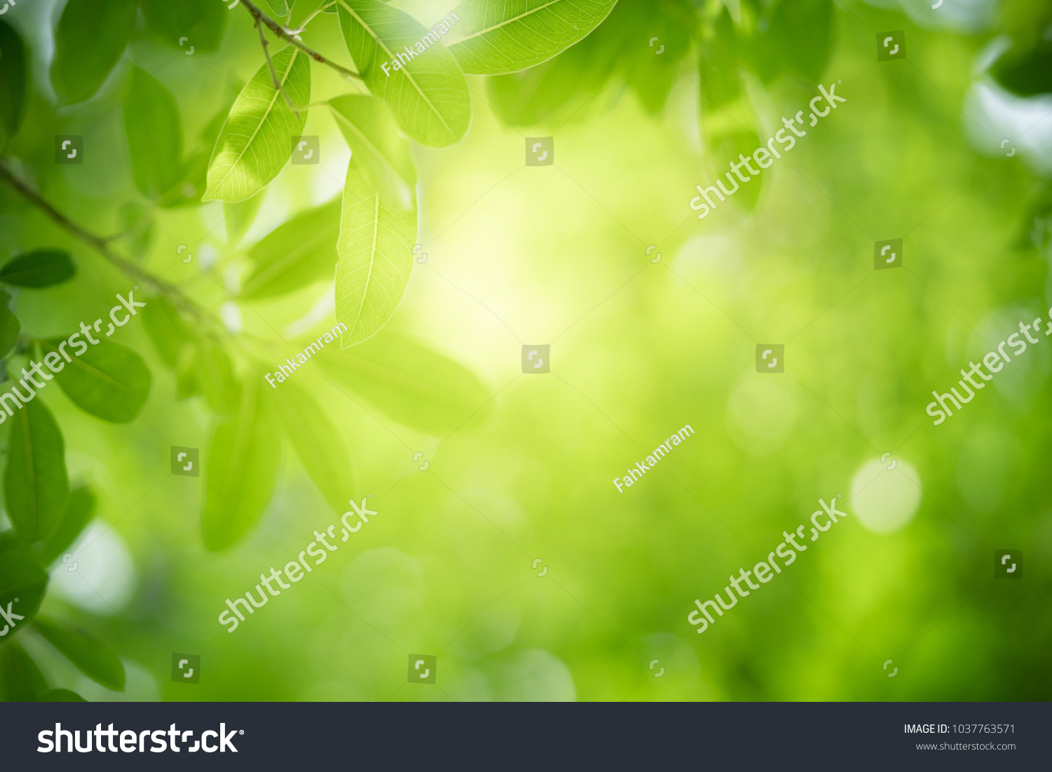 Nature of green leaf in garden at summer. Natural green leaves plants using as spring background cover page environment ecology or greenery wallpaper #1037763571