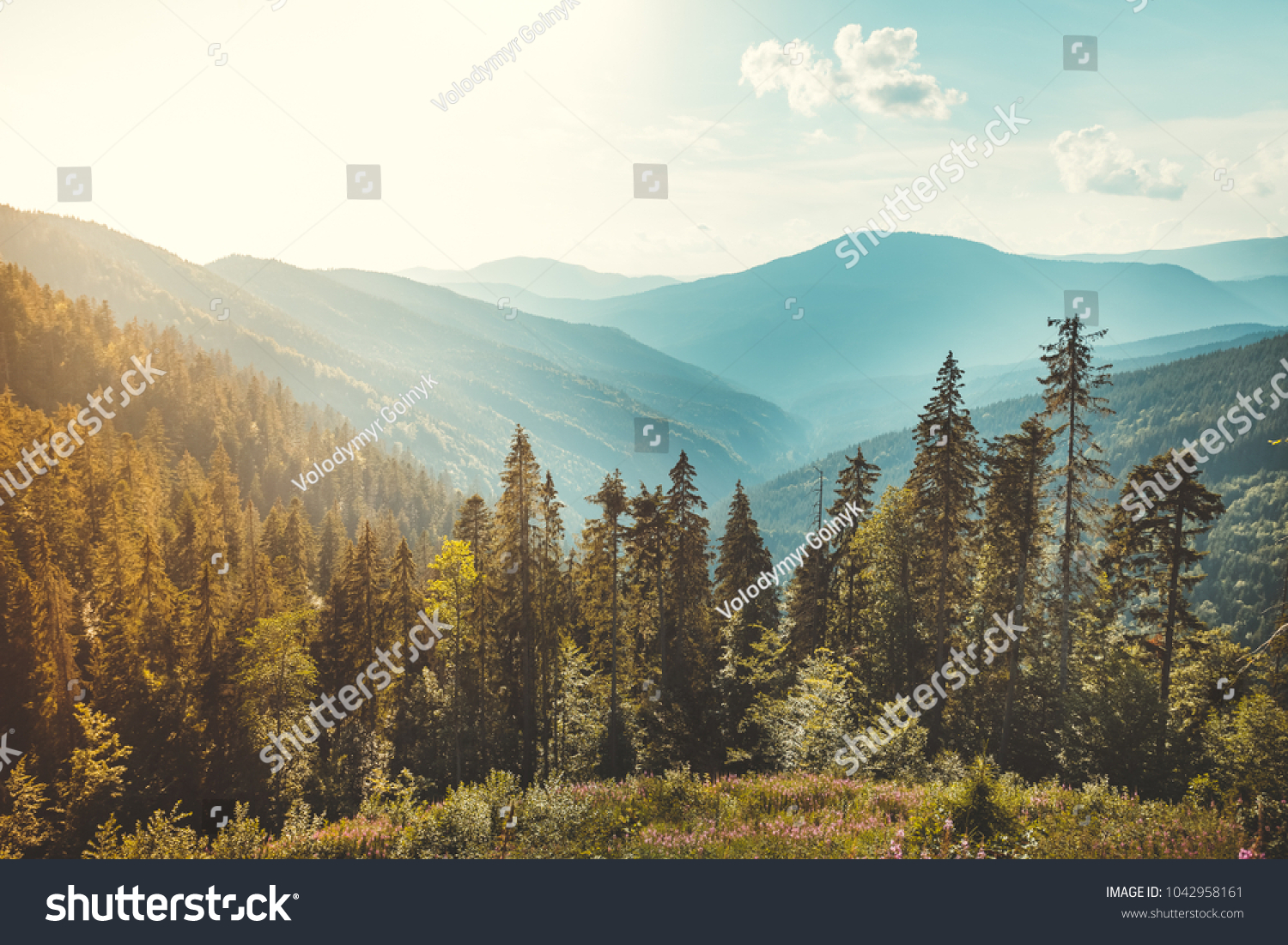 Magnificent panoramic view the coniferous forest on the mighty Carpathians Mountains and beautiful blue sky background. Beauty of wild virgin Ukrainian nature. Peacefulness. #1042958161