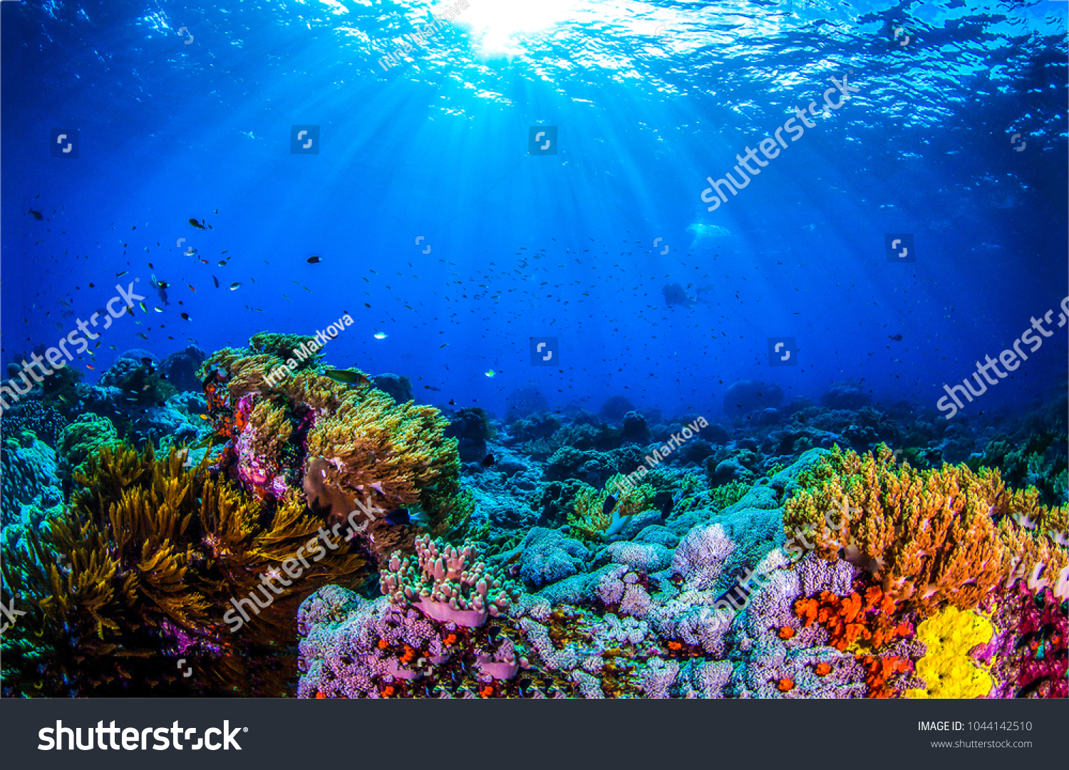 Ocean coral reef underwater. Sea world under water background #1044142510