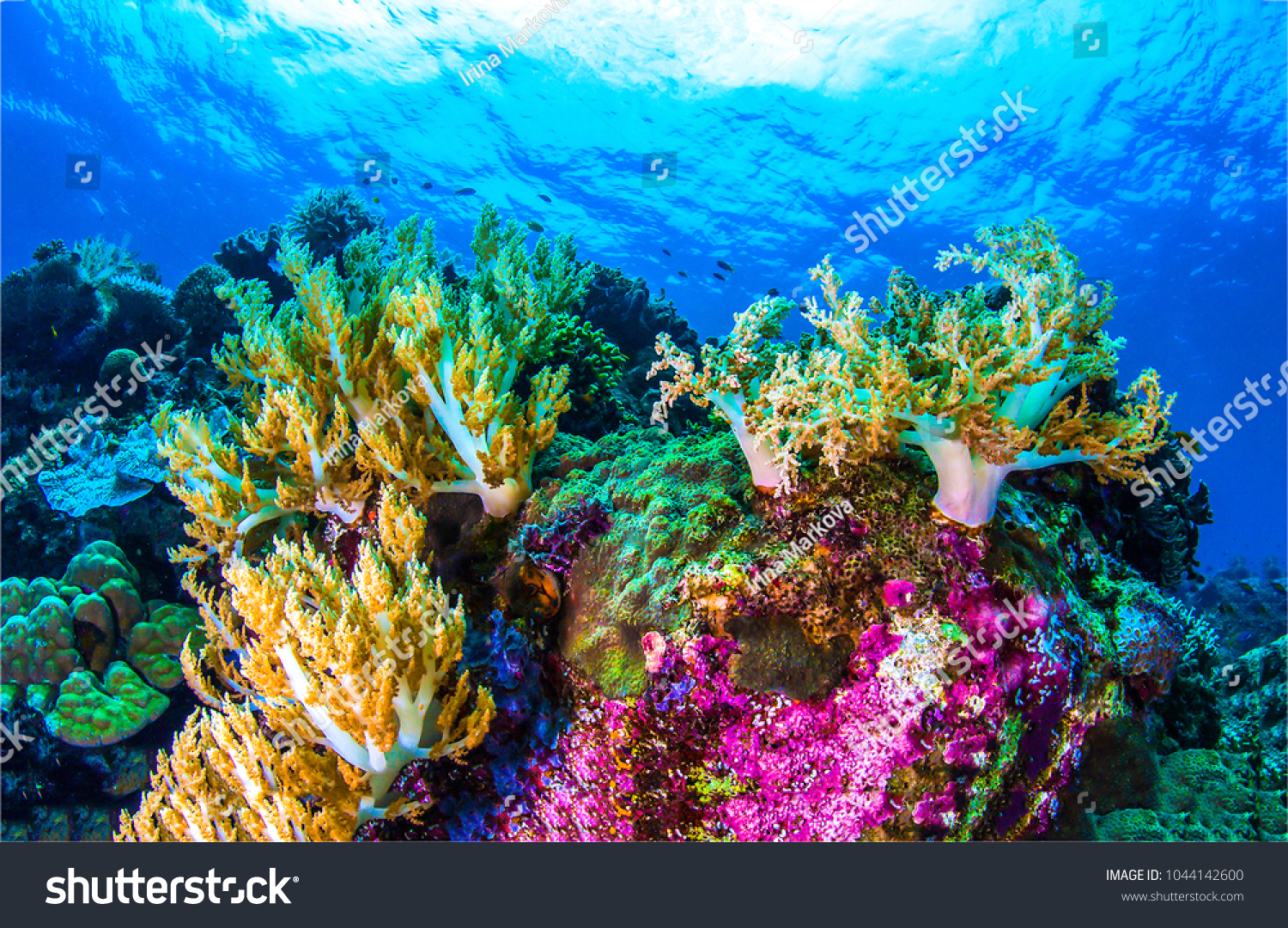 Coral reef underwater. Fish under the sea #1044142600
