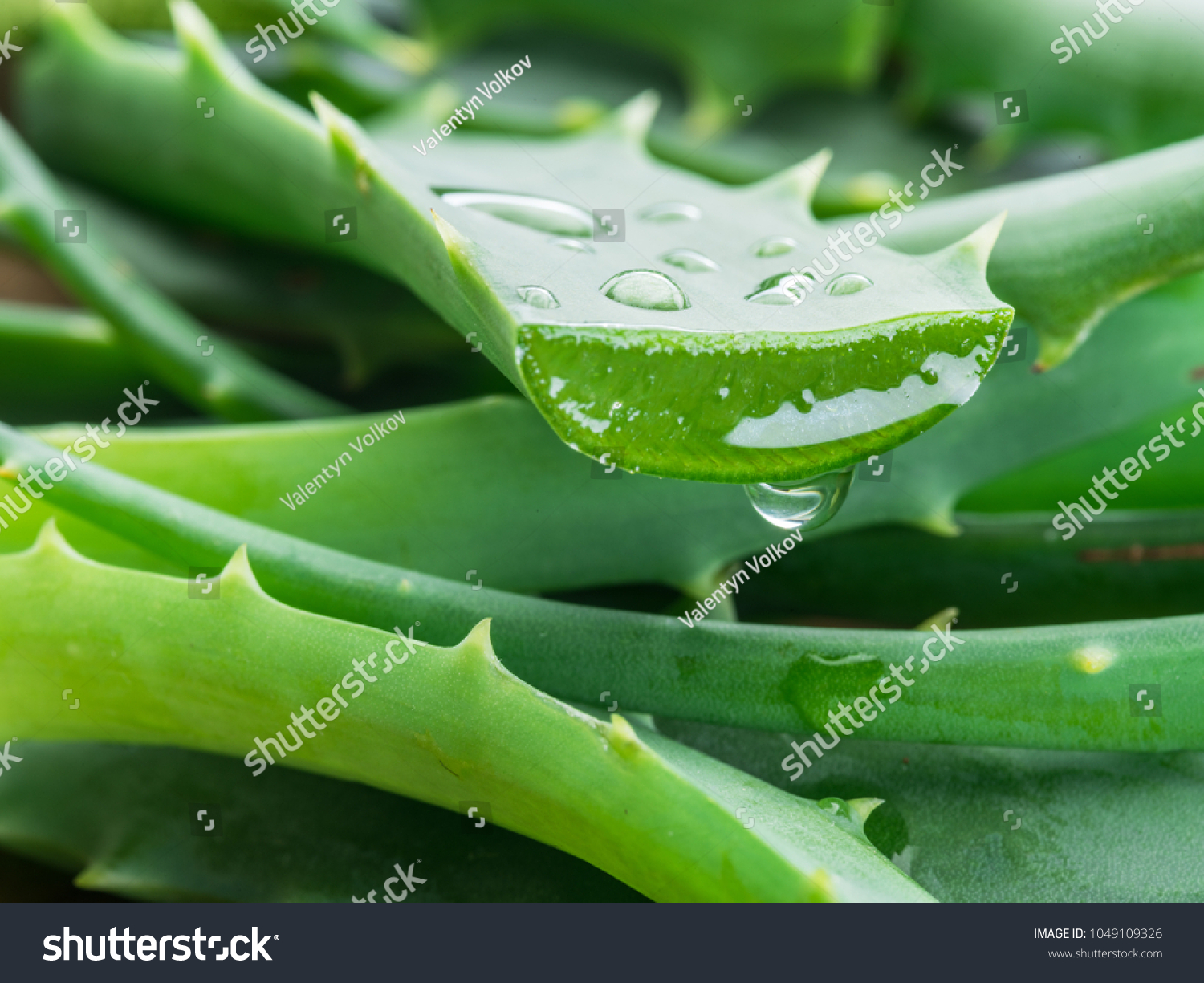 Aloe or Aloe vera fresh leaves and slices on white background. #1049109326