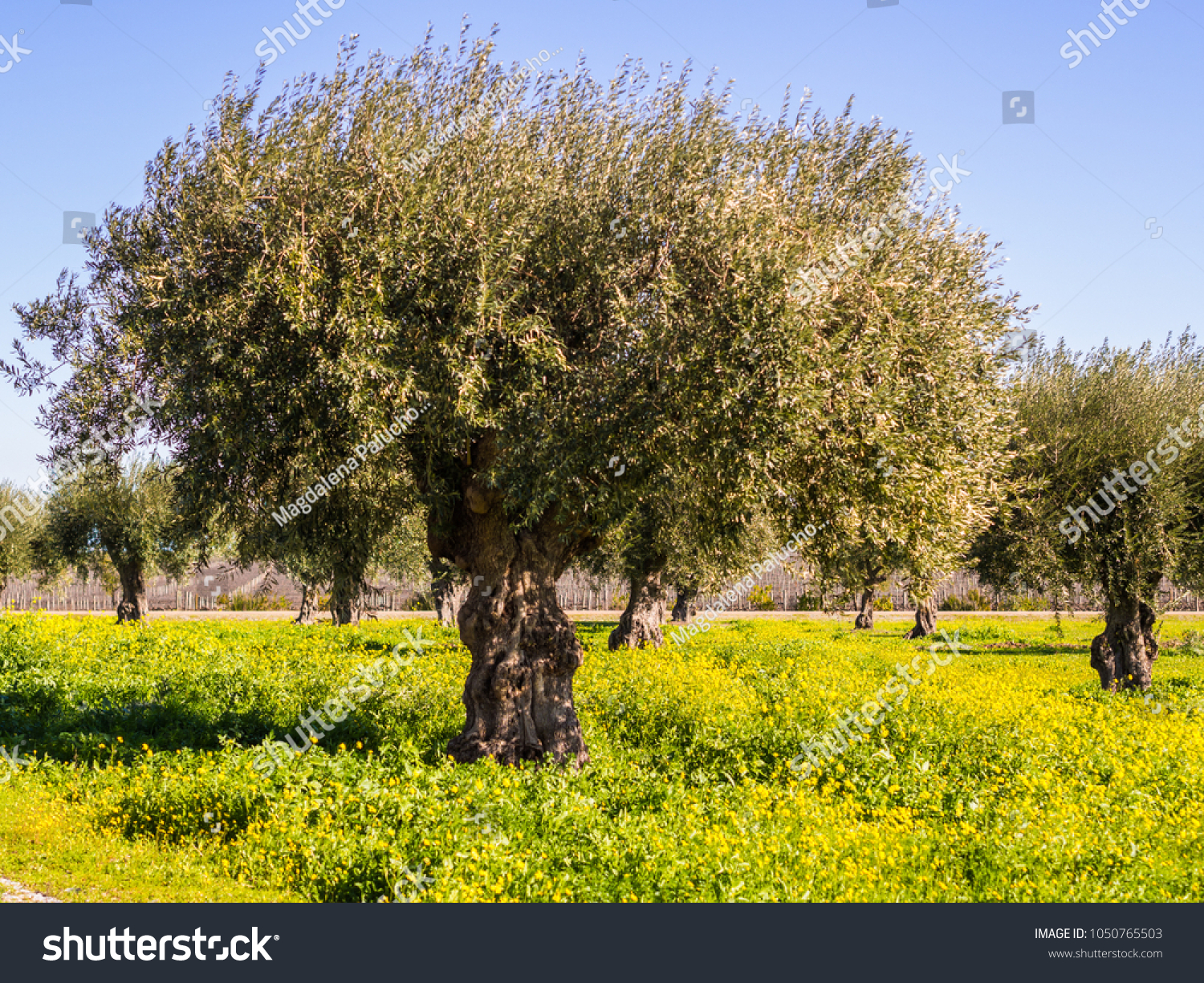 Olive trees (olea europaea) in Alentejo region, Portugal #1050765503