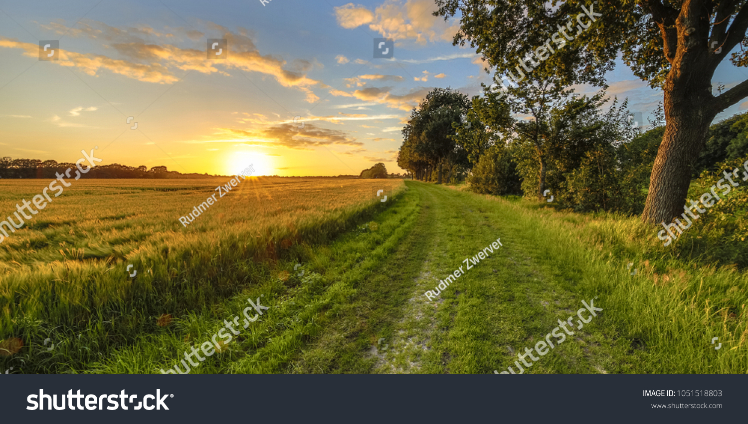 Wheat field along old oak track at sunset on Dutch countryside #1051518803
