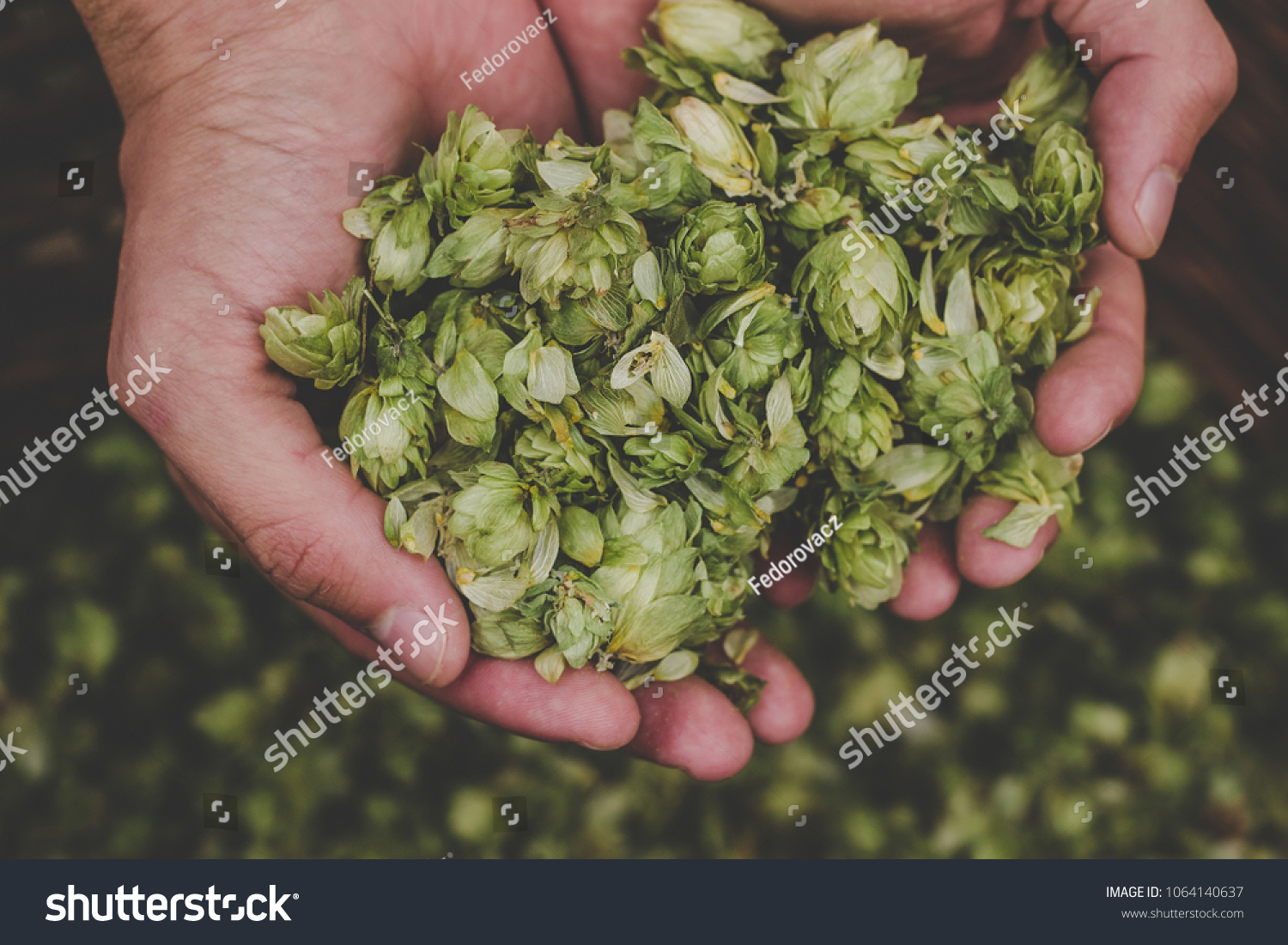 Green hops for beer. Man holding green hop cones. #1064140637