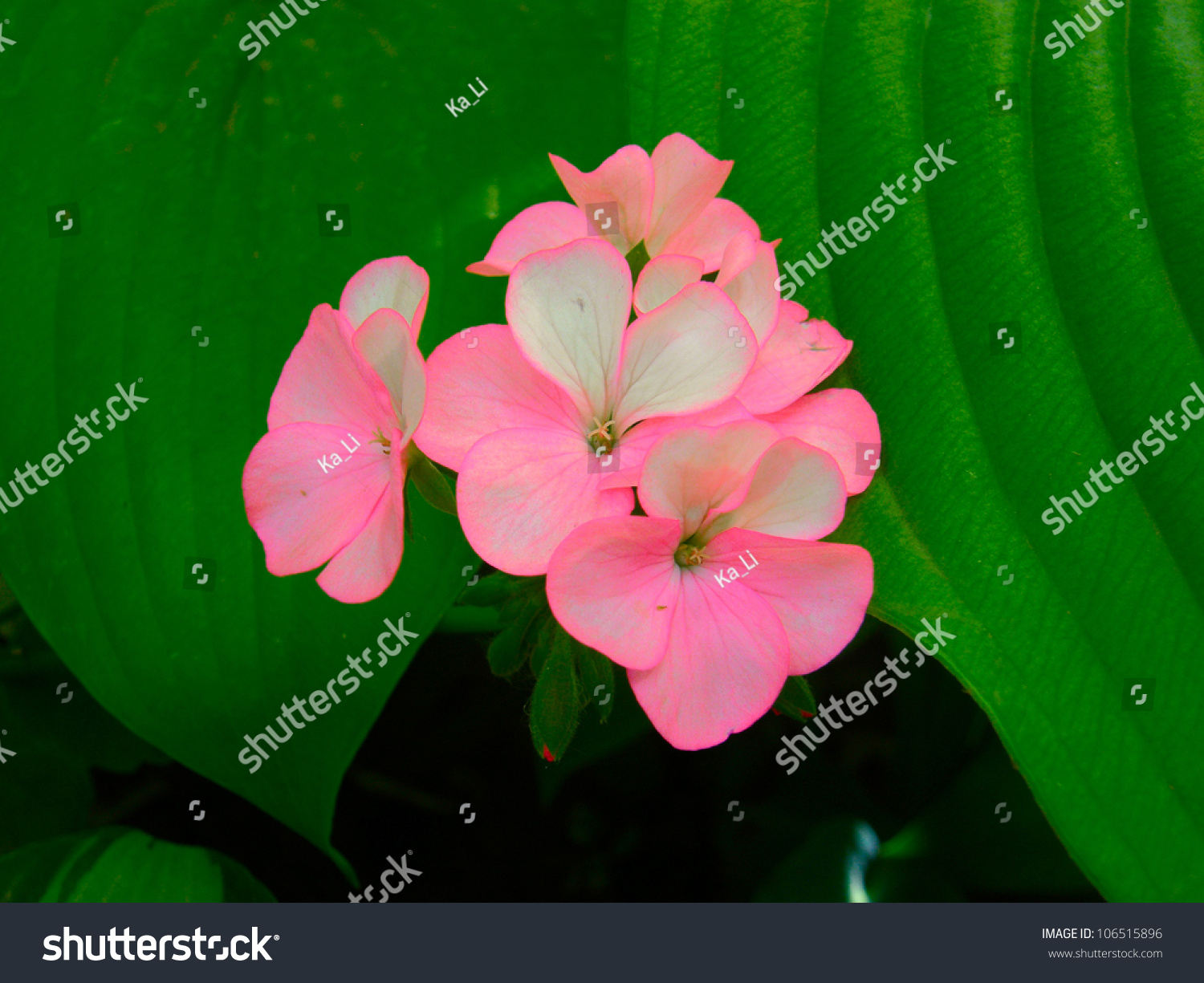 Pink flower close up #106515896