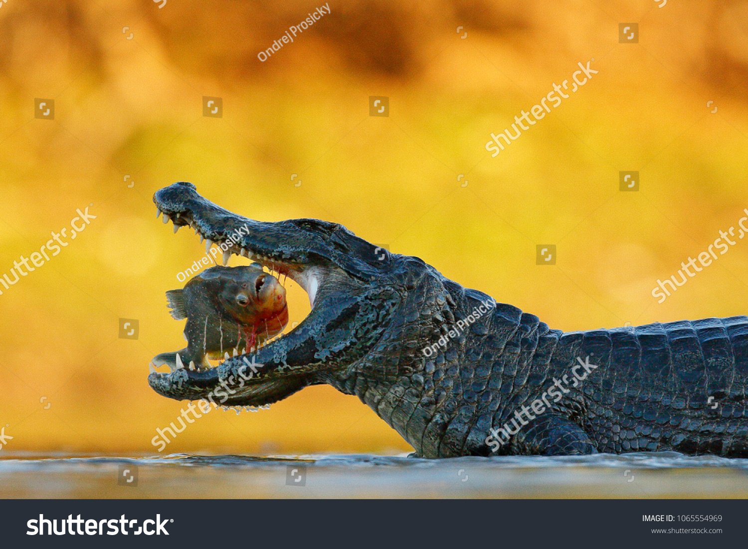 Caiman, crocodile with fish with open muzzle, Pantanal, Brazil. Detail portrait of danger reptile. Caiman with piranha. #1065554969