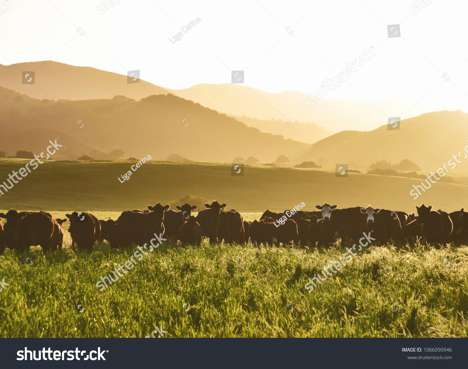 large livestock of cows in a long grass meadow field during sunset against layers of different height mountains in the background. Summertime. #1066090946