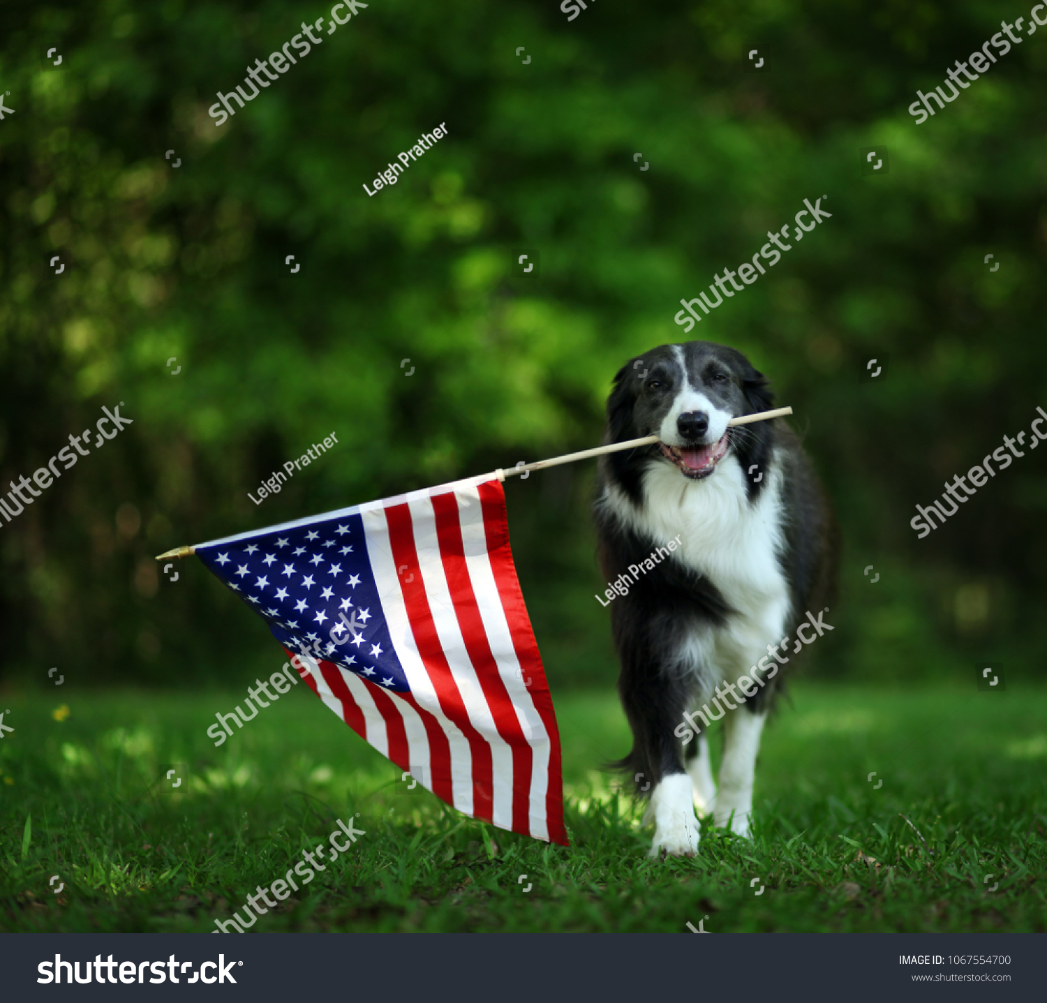 Happy border collie carrying USA flag #1067554700