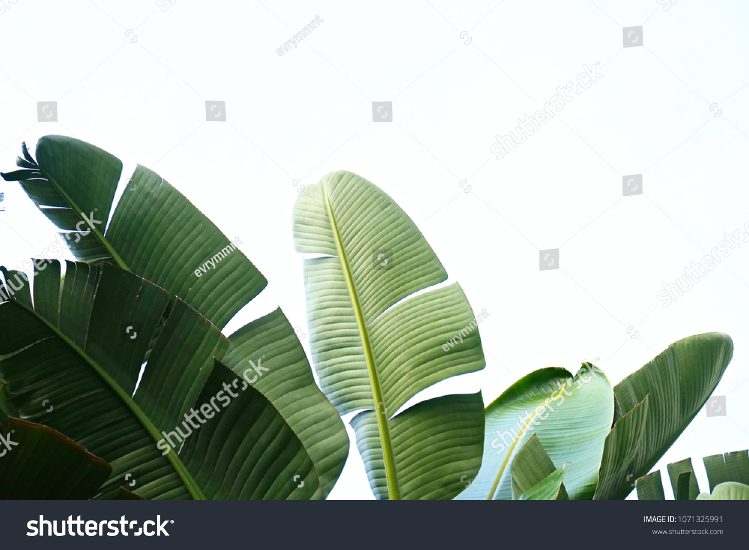 Gruppe von großen grünen Bananenblättern von exotischen Palmen in Sonnenschein auf weißem Hintergrund. Tropisches Pflanzenlaub mit sichtbarer Textur. Verschmutzungsfreies Symbol. Nahaufnahme, Platz kopieren. #1071325991