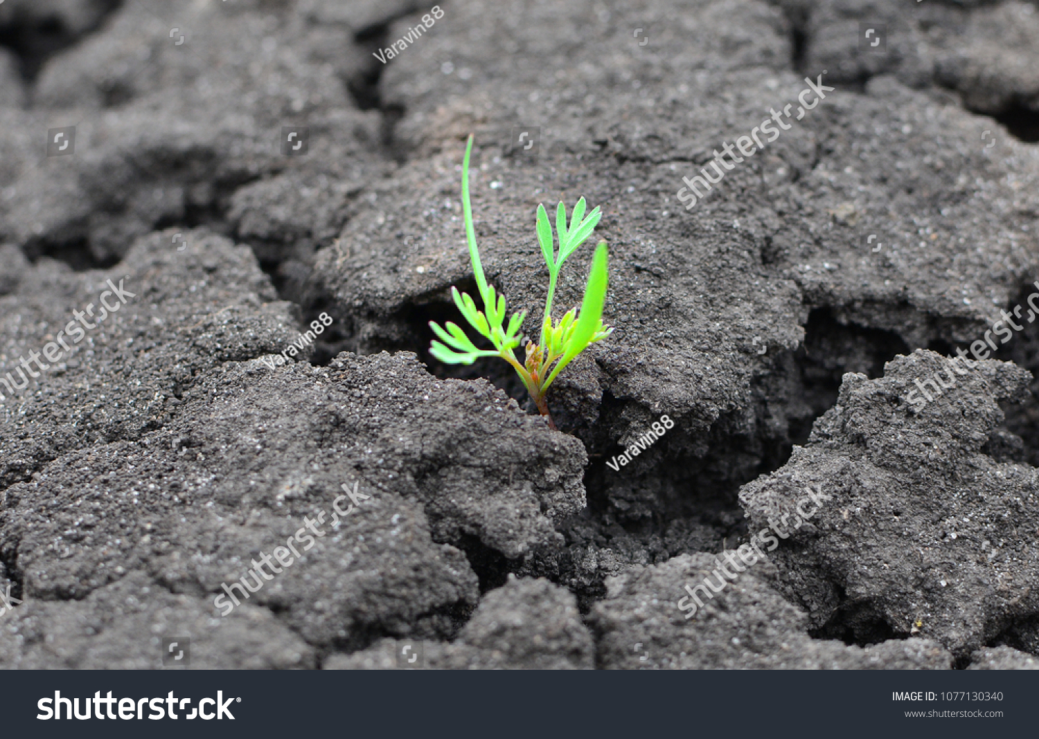 Concept of a life and purpose. Lonely green sprout breaks through the dry earth. Ecology and environment background.  #1077130340