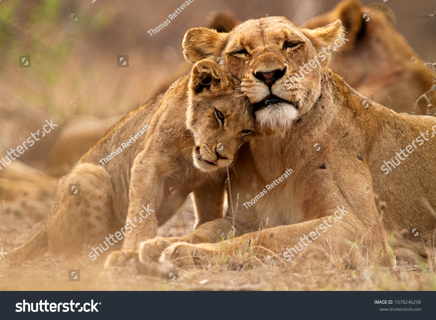 Predator´s love. Lioness and cub in the Kruger NP, South Africa #1078246298