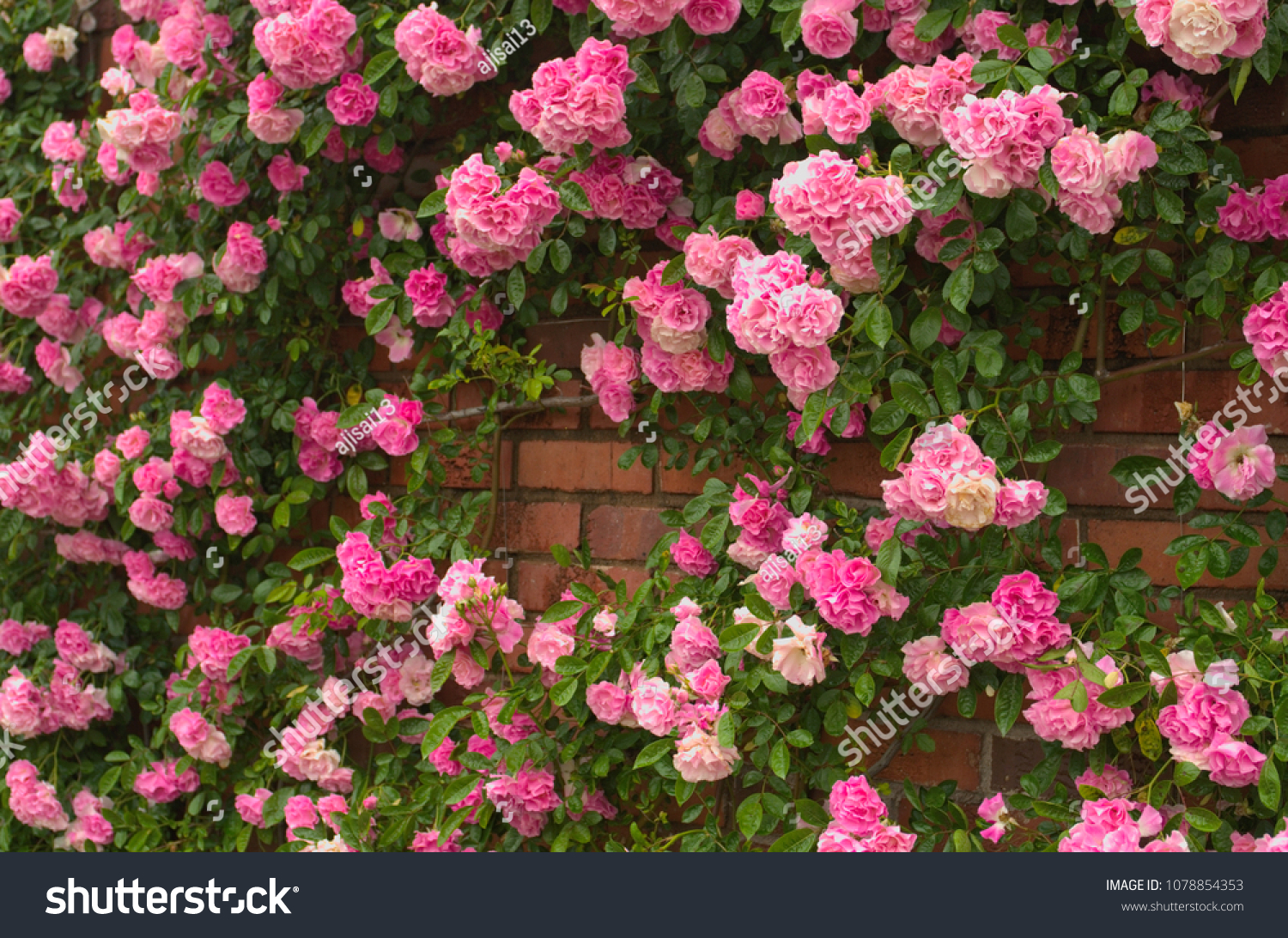 Full bloom of Pretty Pale Pink Climbing Roses background. Beautiful Sweet Rambling Rose Flower (Rosa Super Fairy, Mannington Mauve Rambler) pattern in Uminonakamichi garden ,Fukuoka , kyushu ,Japan. #1078854353