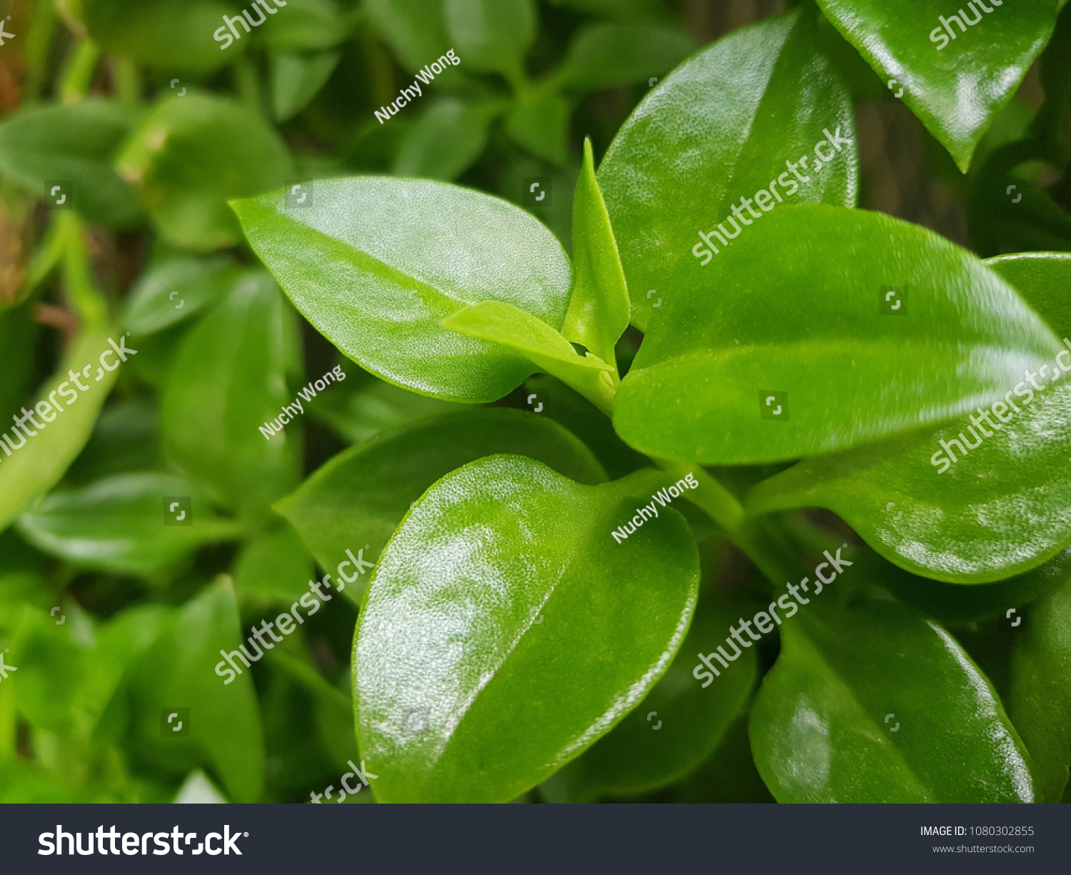 Green waxy leaf for background #1080302855