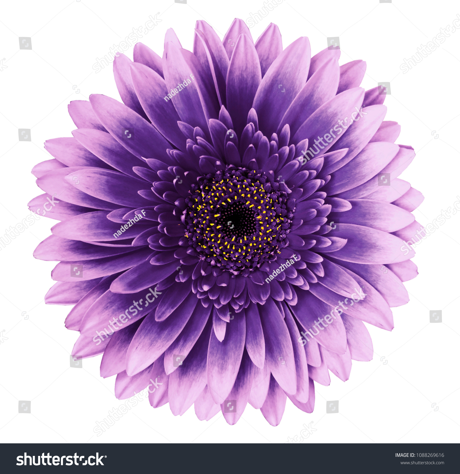 Violet-pink gerbera flower on a white isolated background with clipping path.   Closeup.   For design.  Nature. #1088269616