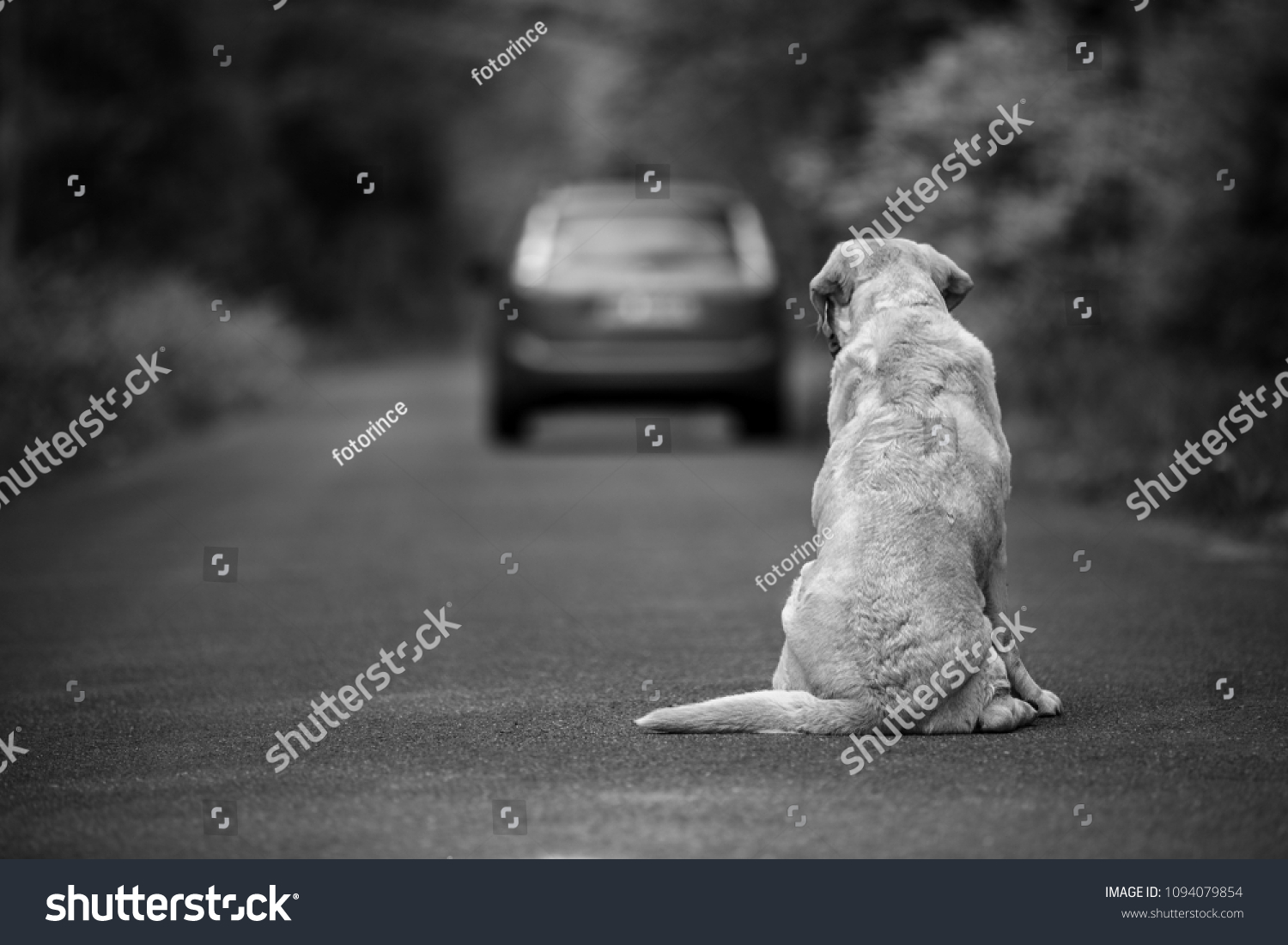 Abandoned dog on the road #1094079854