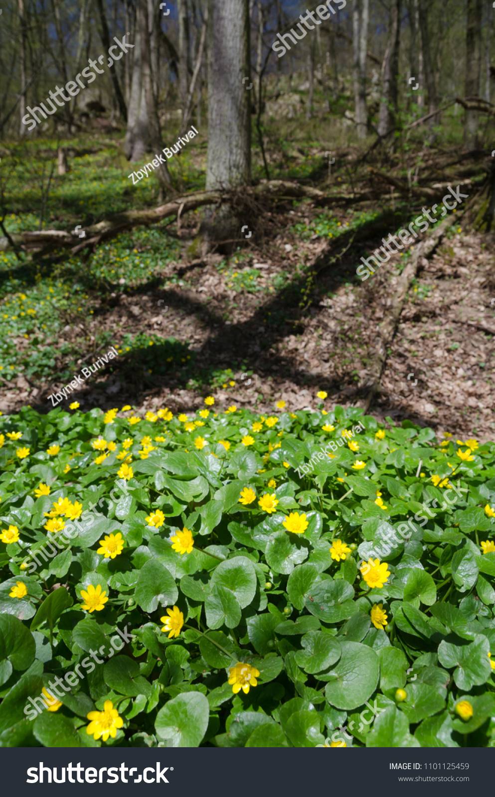 Group of flowering Pileworts (Ficaria verna) in the spring forest in Oslava valley, Czech Republic #1101125459