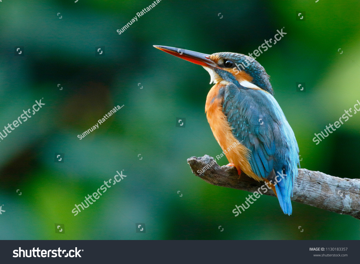 The common kingfisher (Alcedo atthis) wetlands birds's colored feathers from different birds that live in ponds, swamps. Clamp winter migratory birds stayed about 3 months, Bang Poo, Thailand. #1130183357