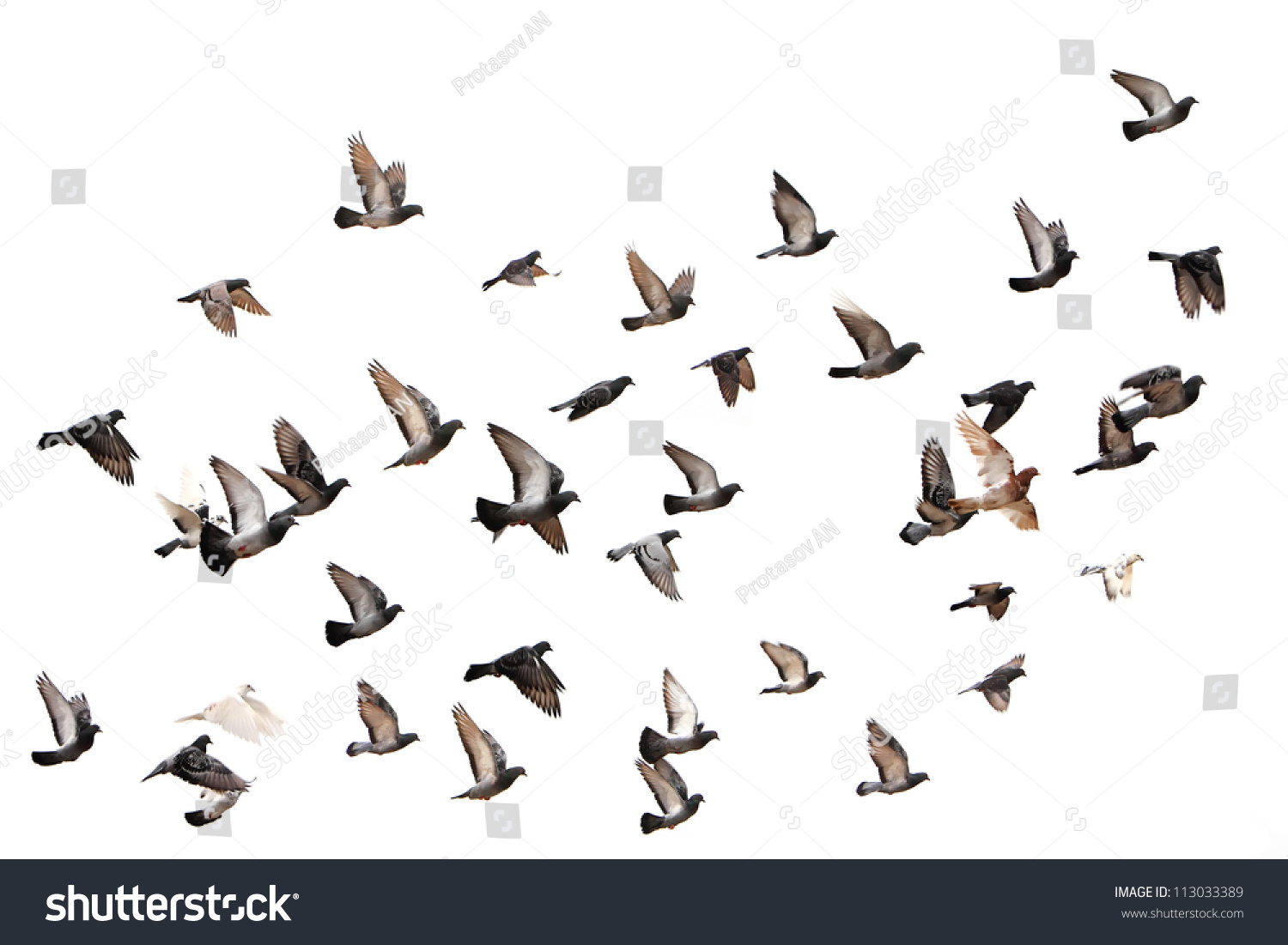 Flying pigeons. Flock (flight) of birds. Free birds isolated on a white background #113033389