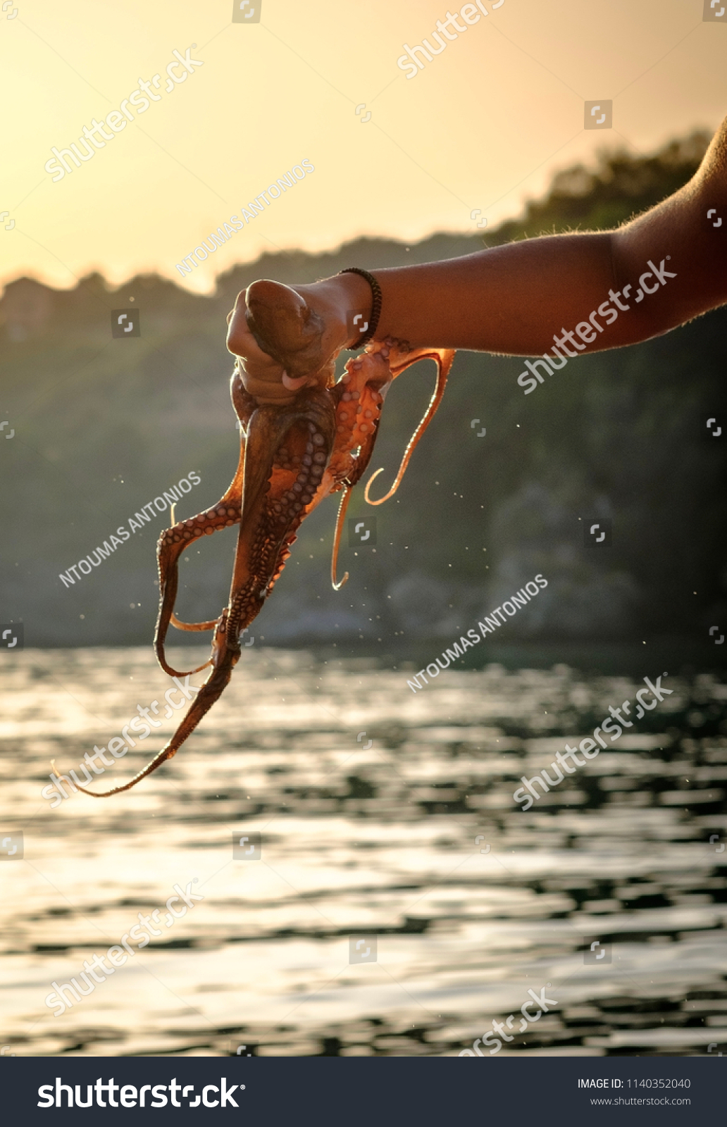 Hand of a child holding an octopus in Greece #1140352040
