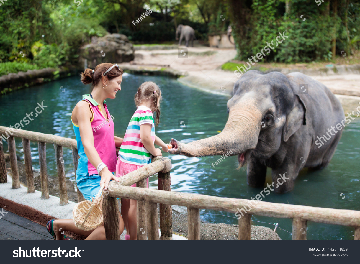  Family feeding elephant in zoo. Mother and child feed Asian elephants in tropical safari park during summer vacation in Singapore. Kids watch animals. Little girl giving fruit to wild animal.  #1142314859