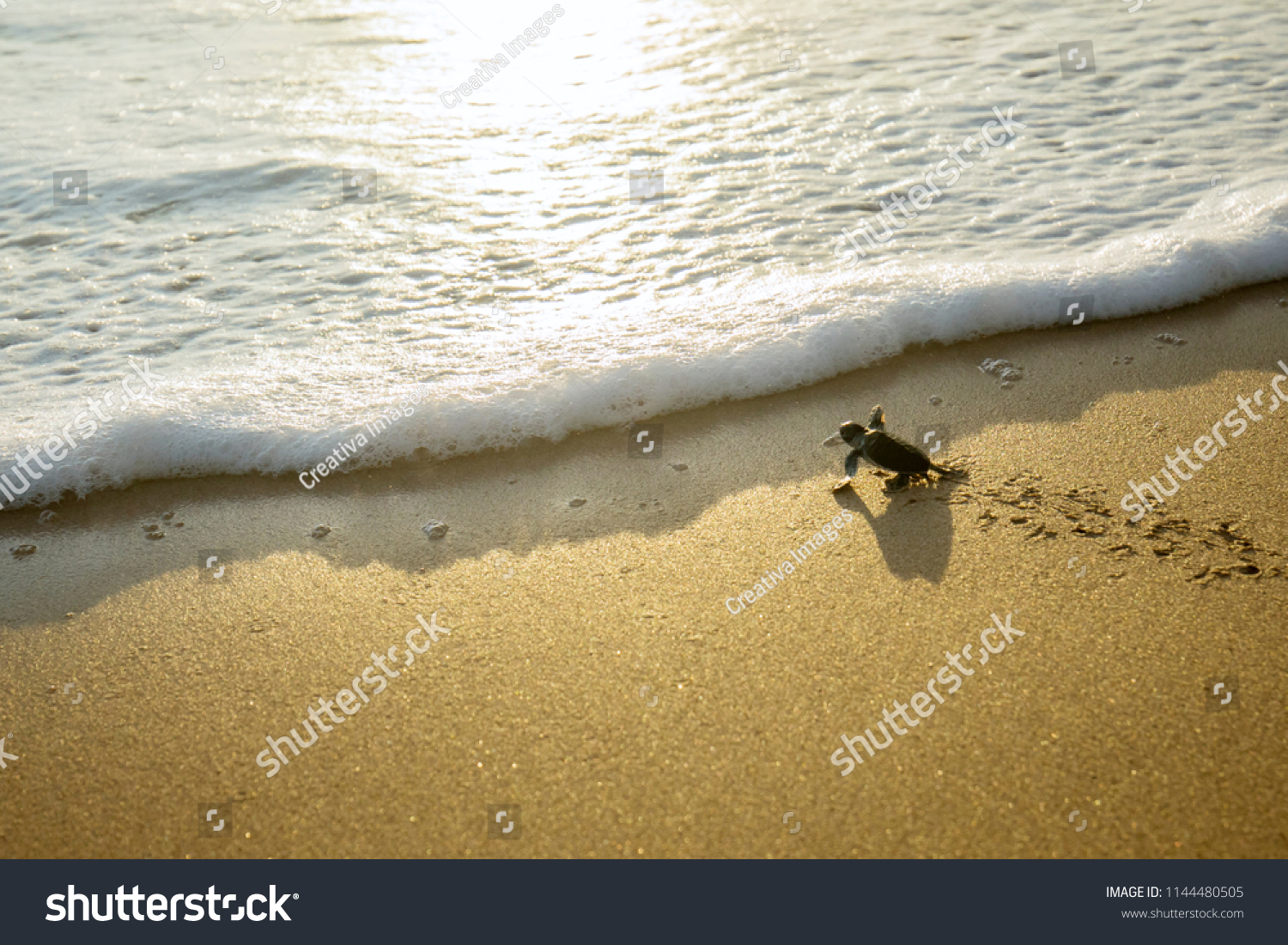 Image of little sea turtles crawling on the sand beach toward the sea at Pangumbahan beach, Sukabumi, West Java #1144480505