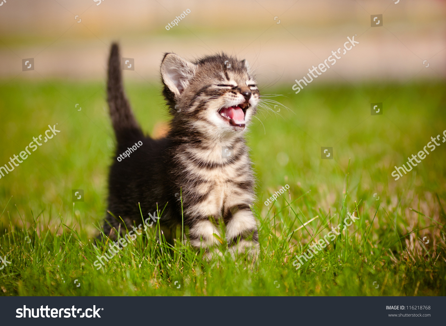 adorable meowing tabby kitten outdoors #116218768
