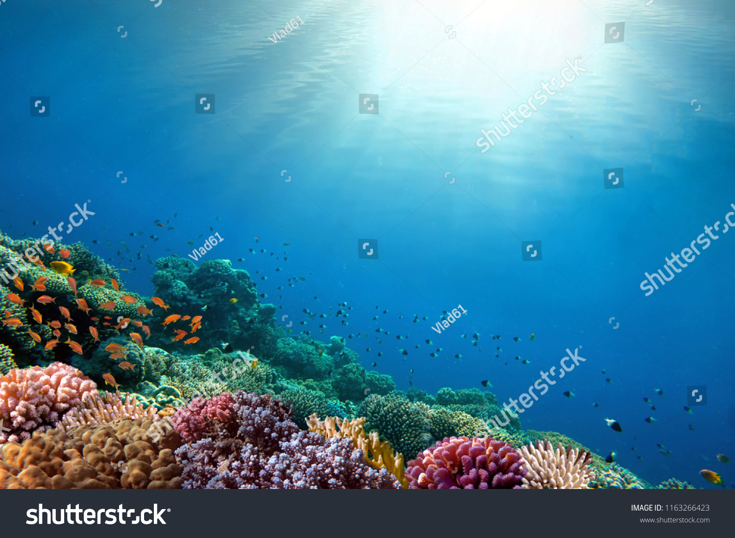 Underwater coral reef background. #1163266423