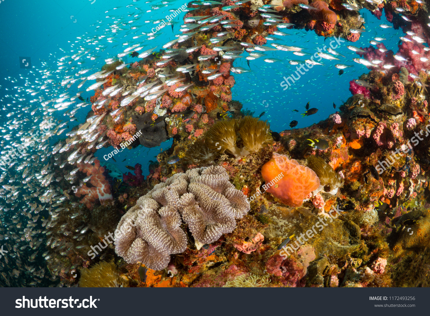 Vibrant coral reef with hundreds of glass fish at the SS Yongala ship wreck, Great Barrier Reef, Australia #1172493256