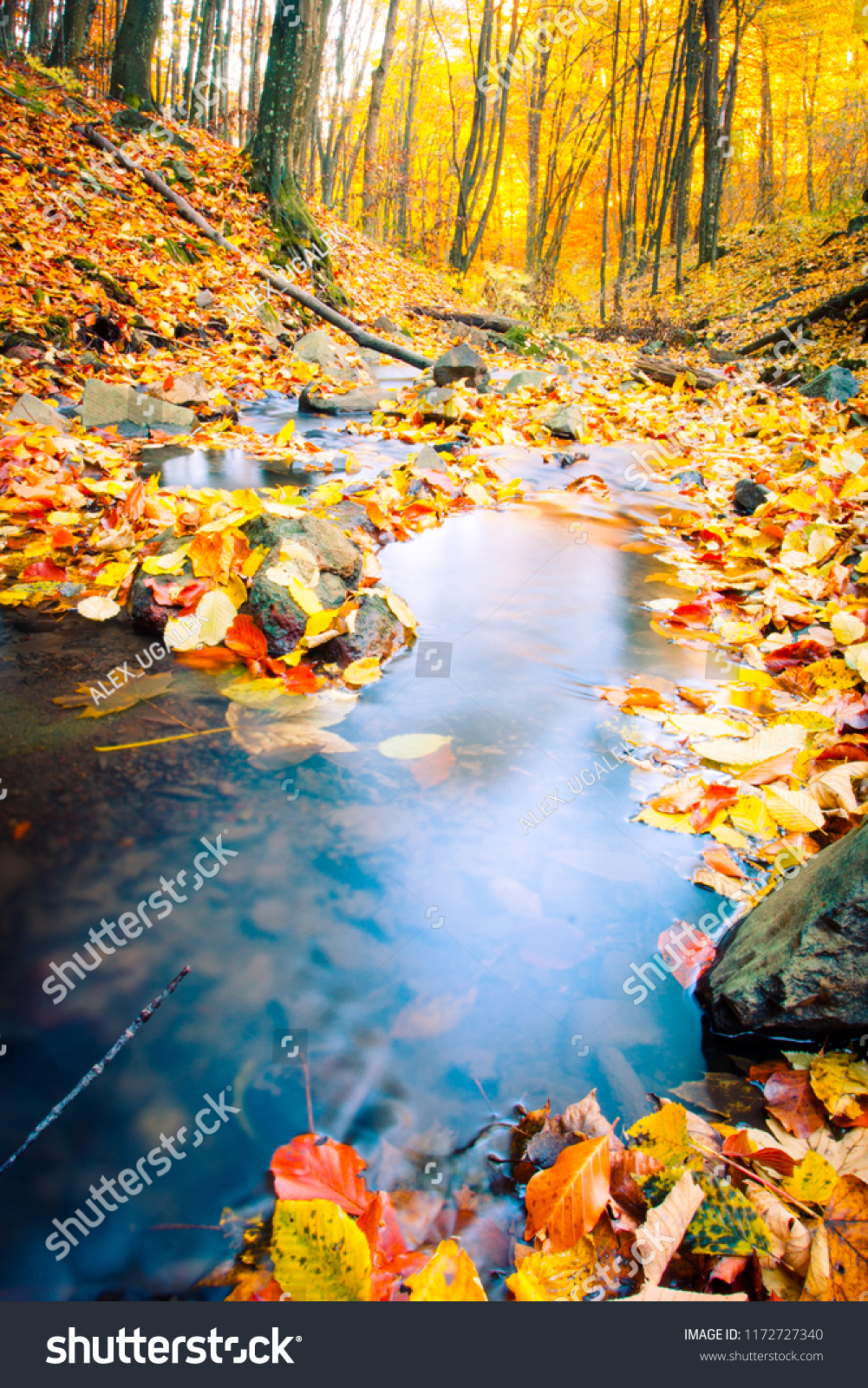 Fall nature. Autumn forest with foliage. Stream in forest. #1172727340