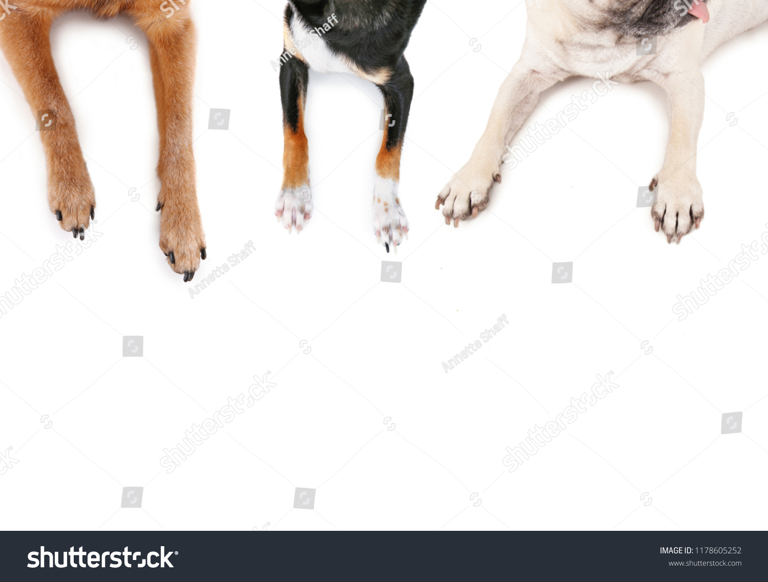 top view of a pug and chihuahuas sprawled out on an isolated white background #1178605252
