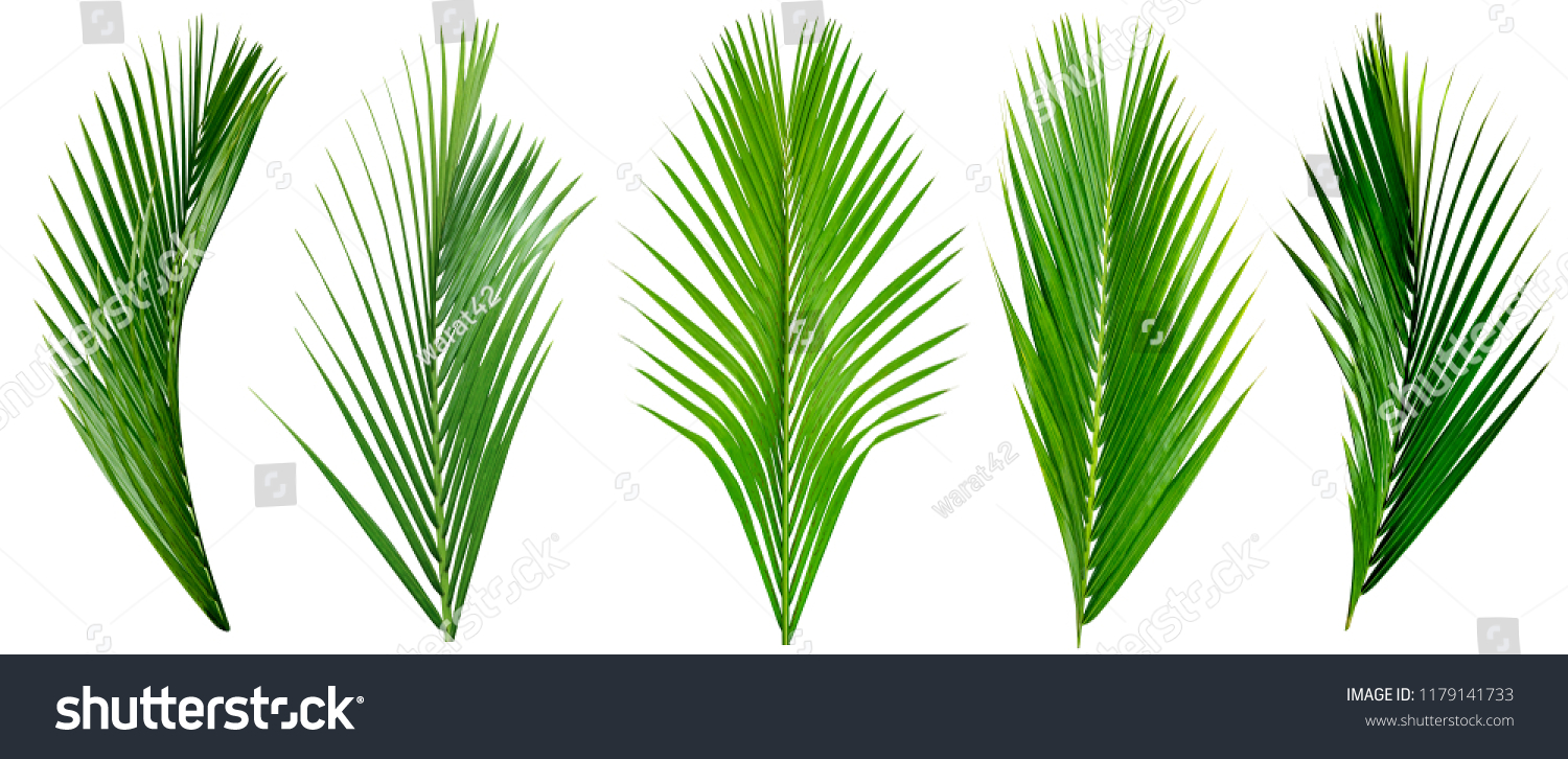 leaf palm, collection of green leaves pattern isolated on white background #1179141733