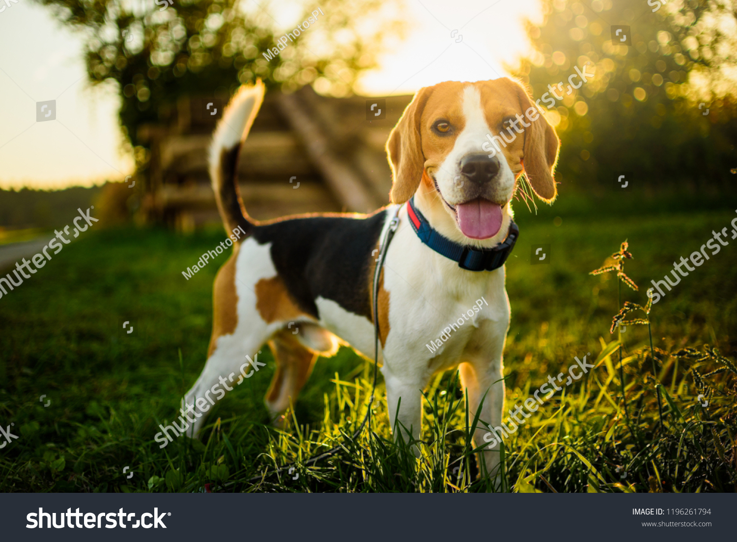 Dog portrait back lit background. Beagle with tongue out in grass during sunset in fields countryside. #1196261794